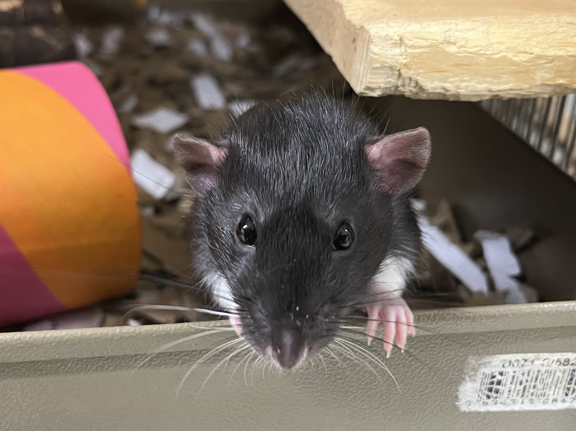 A close-up of a curious black and white rat with pink paws looking directly at the camera, standing on a ledge in its enclosure with shredded paper and a colourful tube in the background.