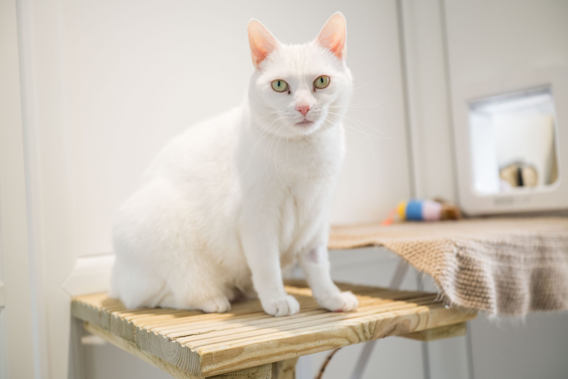 A white cat with green eyes sits on a wooden platform indoors, near a beige cloth and a small cat flap in the background.