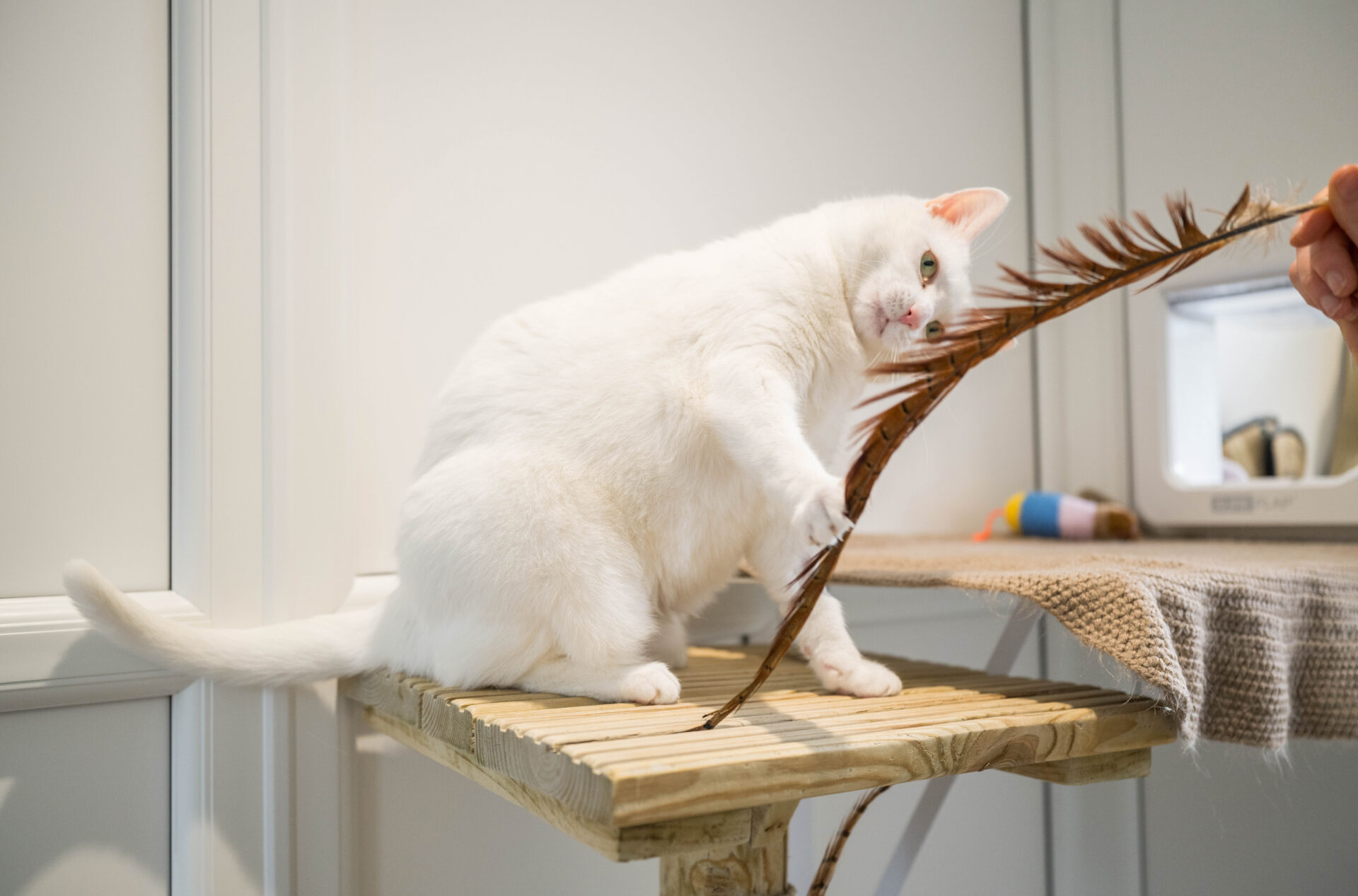A white cat sits on a wooden shelf, playfully batting at a dried palm leaf held by a person. There are some cat toys and a scratching pad in the background.