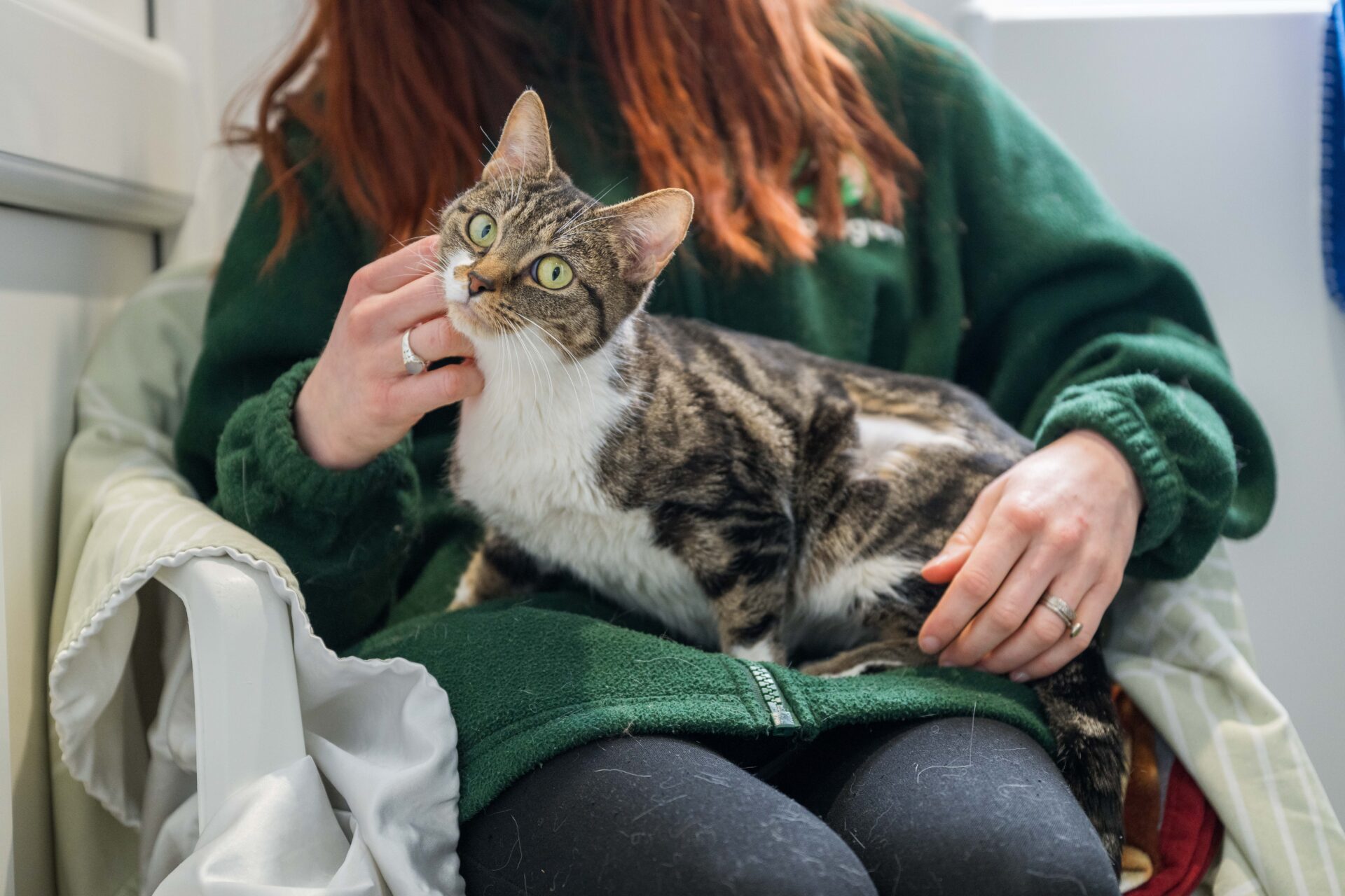 A tabby cat with white markings sits on a person's lap, looking up while being gently stroked under the chin. The person is wearing a green jumper and black trousers.