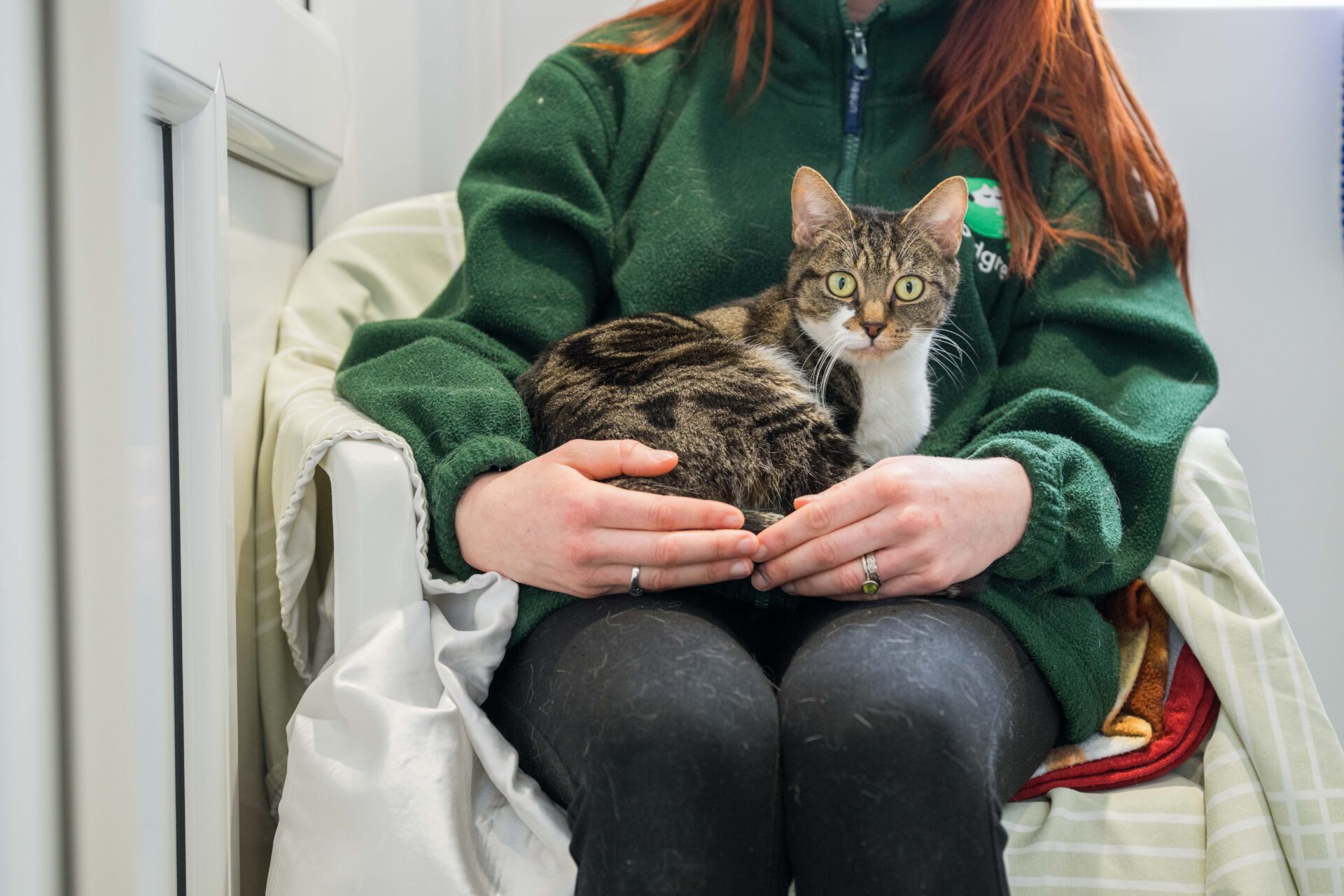 A person wearing a green fleece sits on a chair with a tabby cat curled up on their lap, the cat looking alertly at the camera. The person’s hands gently rest on the cat’s back.