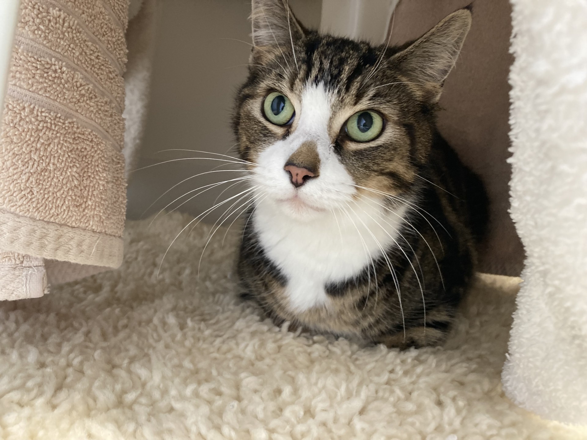 A tabby cat with green eyes and white markings is sitting on a fluffy cream rug, surrounded by beige and white towels, looking slightly upwards.