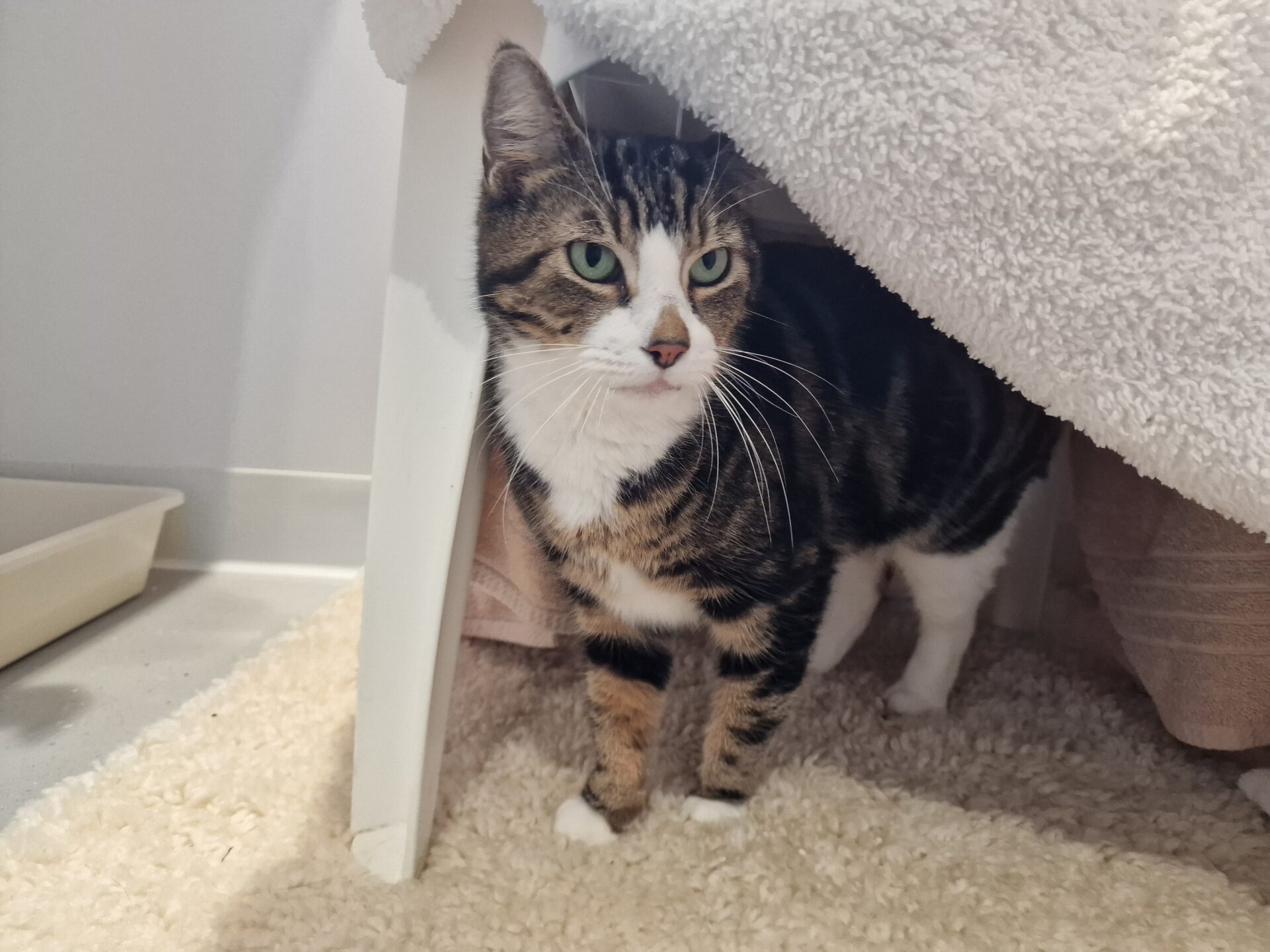 A tabby cat with green eyes and white paws stands under a white table, partially covered by a fluffy blanket, on a textured beige rug next to a litter tray.