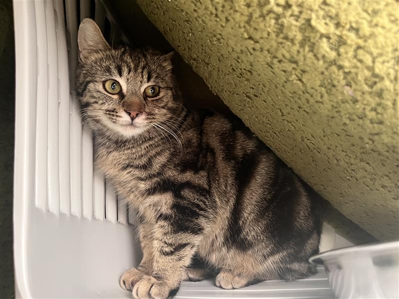 A tabby cat with dark stripes is sitting in a corner, pressed between a wall and a plastic crate, looking up with wide eyes.