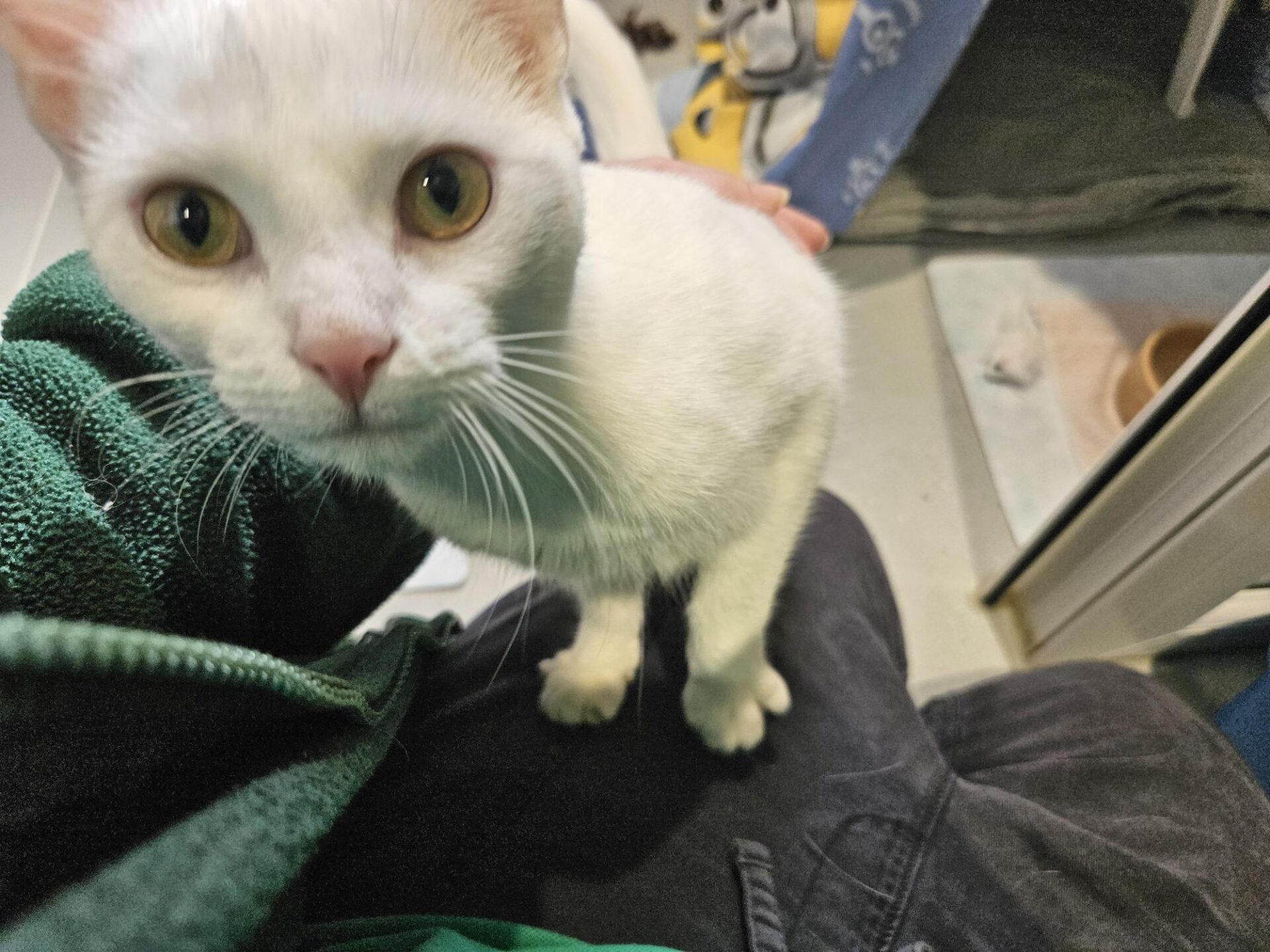 A white cat with wide yellow eyes stands on a person’s lap, looking directly at the camera. The person is wearing dark trousers and a green jacket. The background shows pet supplies and a litter tray.