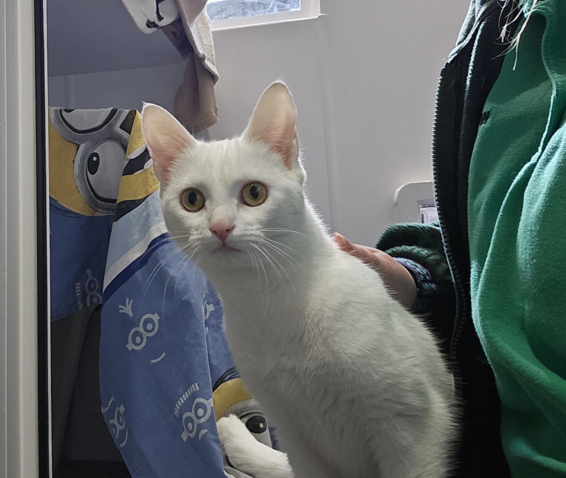 A white cat with yellow eyes stands next to a person in a green jacket. In the background, there is a blue blanket with Minions from Despicable Me printed on it.