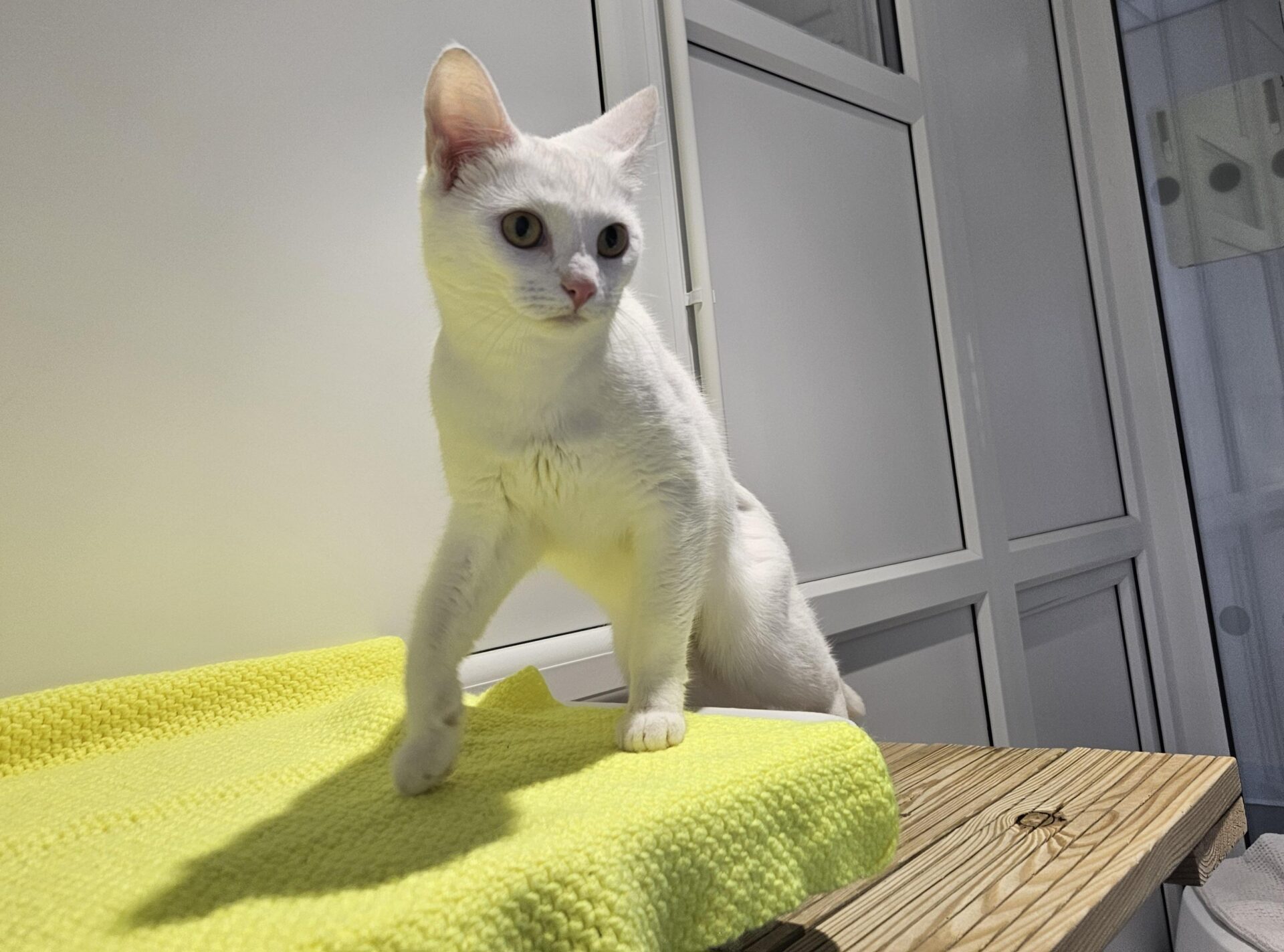 A white cat with yellow eyes stands on a wooden surface covered with a bright yellow towel, looking off to the side in a room with white walls and windows.