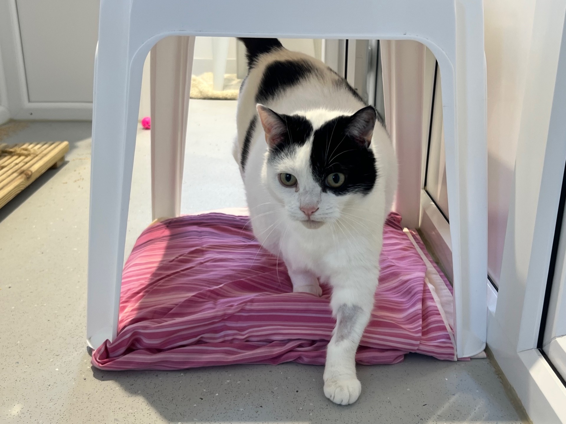 A black and white cat steps onto a pink striped cushion placed under a white plastic chair in a bright indoor room.