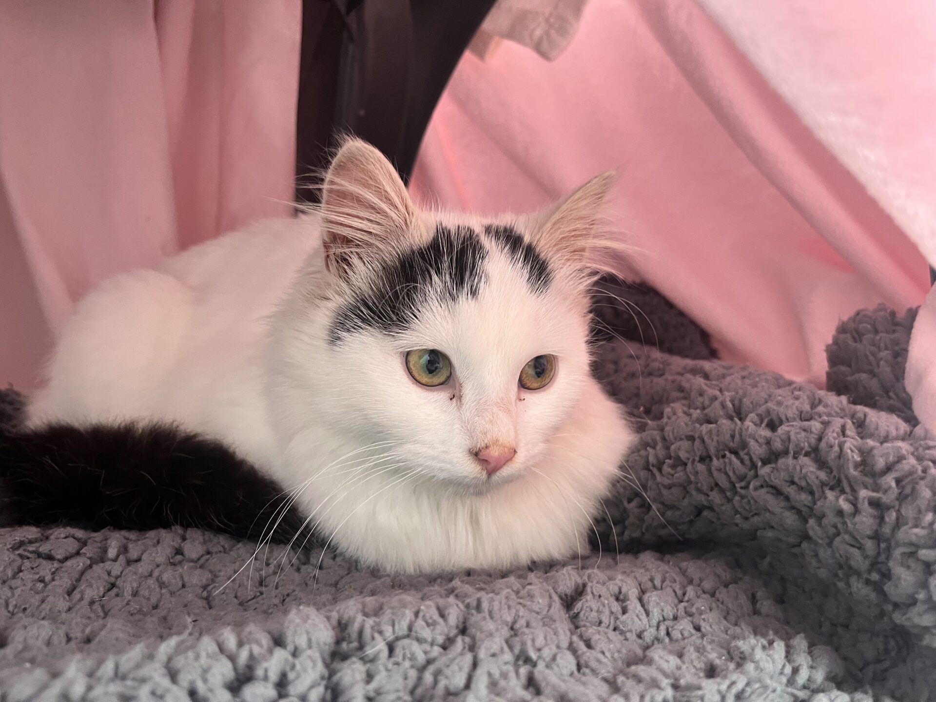 A white cat with black markings on its head and tail lies on a soft grey blanket, surrounded by pink fabric, looking relaxed and alert.