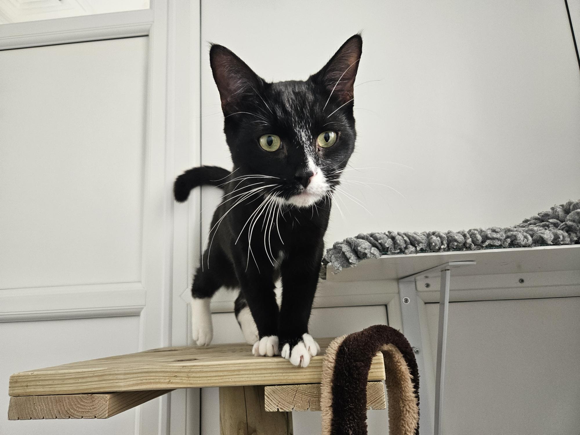 A black and white cat with white paws and a white nose stands on a wooden cat perch, looking curiously at the camera. There is a grey blanket and white furniture in the background.