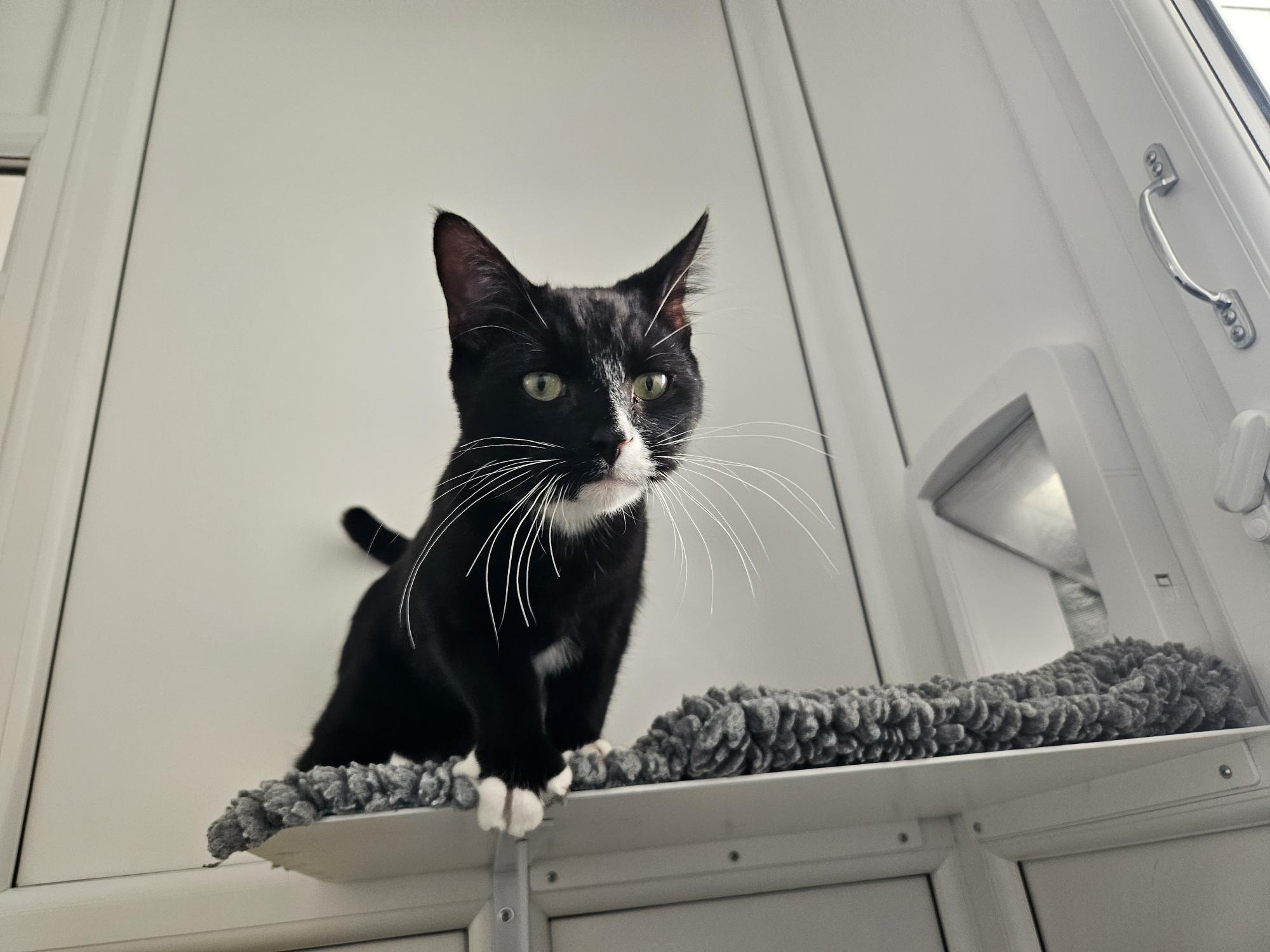 A black and white cat with white whiskers and chest stands on a grey, textured shelf near a window and a cat flap, looking alertly to the side in a bright, modern room.