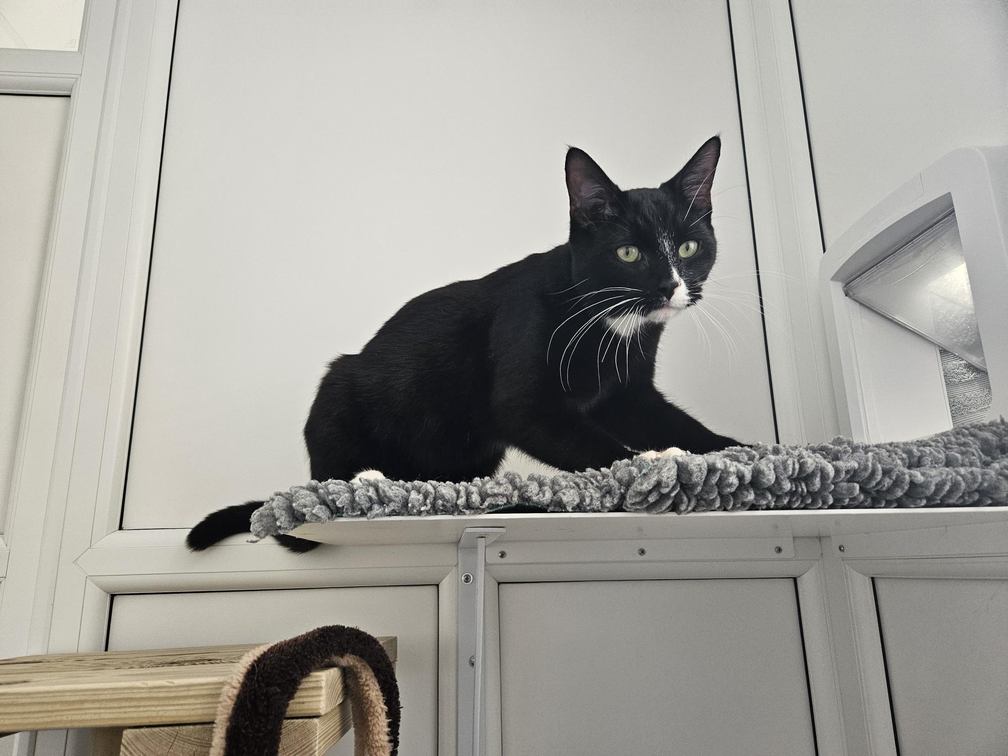 A black and white cat with white paws and whiskers is crouched on a soft, grey mat atop a shelf in a bright, modern room with white walls and a wooden cat tree nearby.