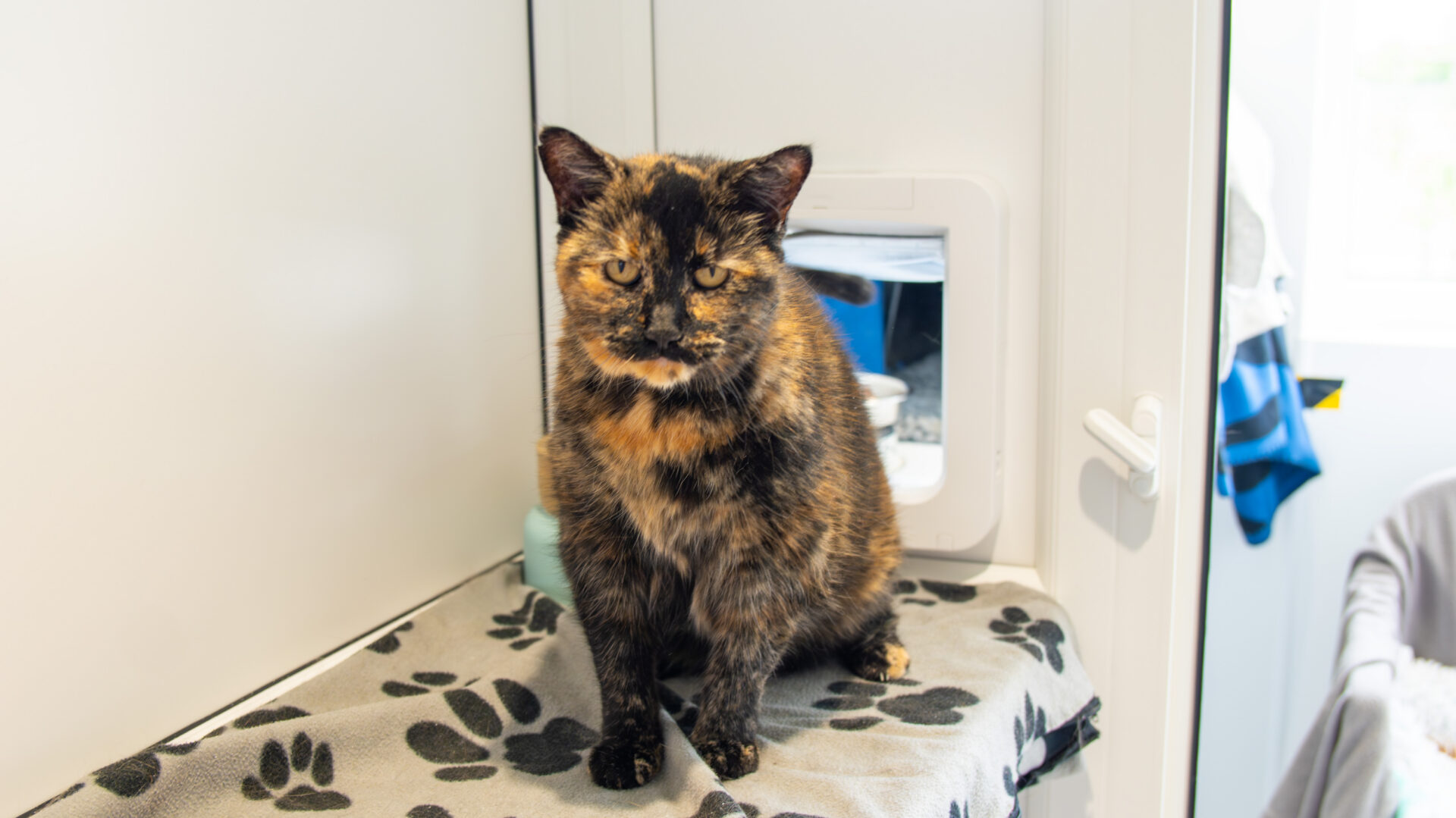 A tortoiseshell cat with orange and black fur sits on a grey blanket with black paw prints in a bright room near a cat flap.