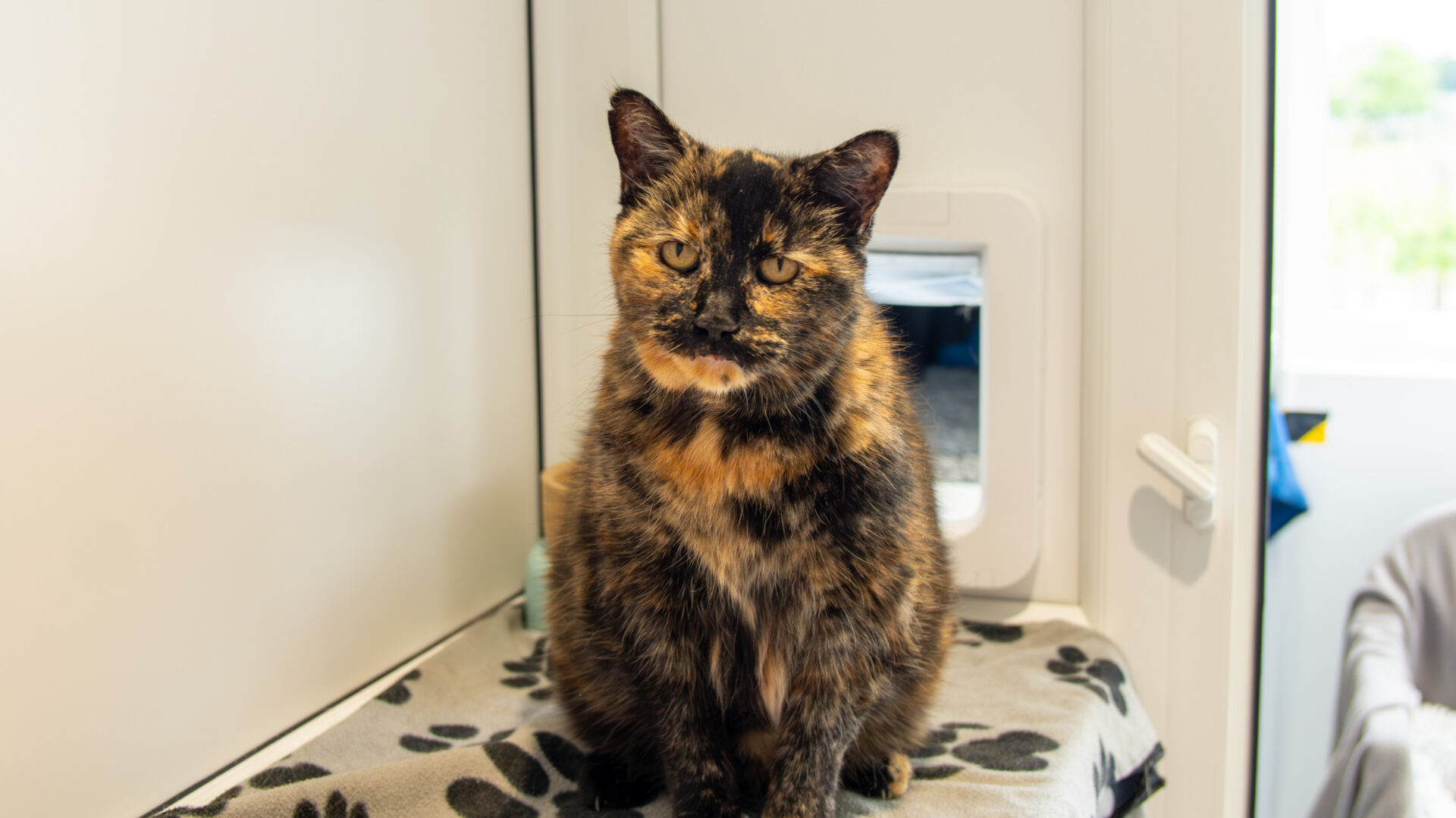 A tortoiseshell cat with a mix of black, brown, and orange fur sits on a paw-print blanket in a bright room near a white cat flap. The cat looks directly at the camera, appearing calm and relaxed.
