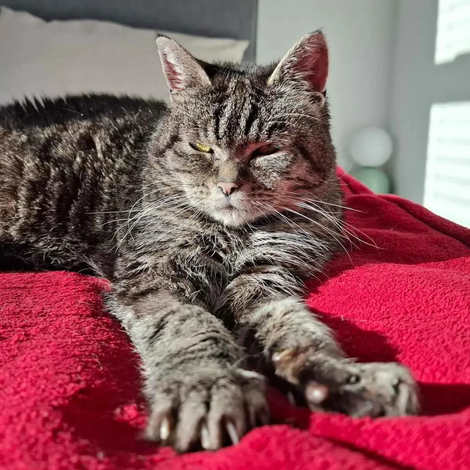 A grey tabby cat with long whiskers lies stretched out on a bright red blanket in sunlight, gazing forward with a relaxed but slightly grumpy expression, its paws gently mimicking cat kneading as it soaks up the warmth.