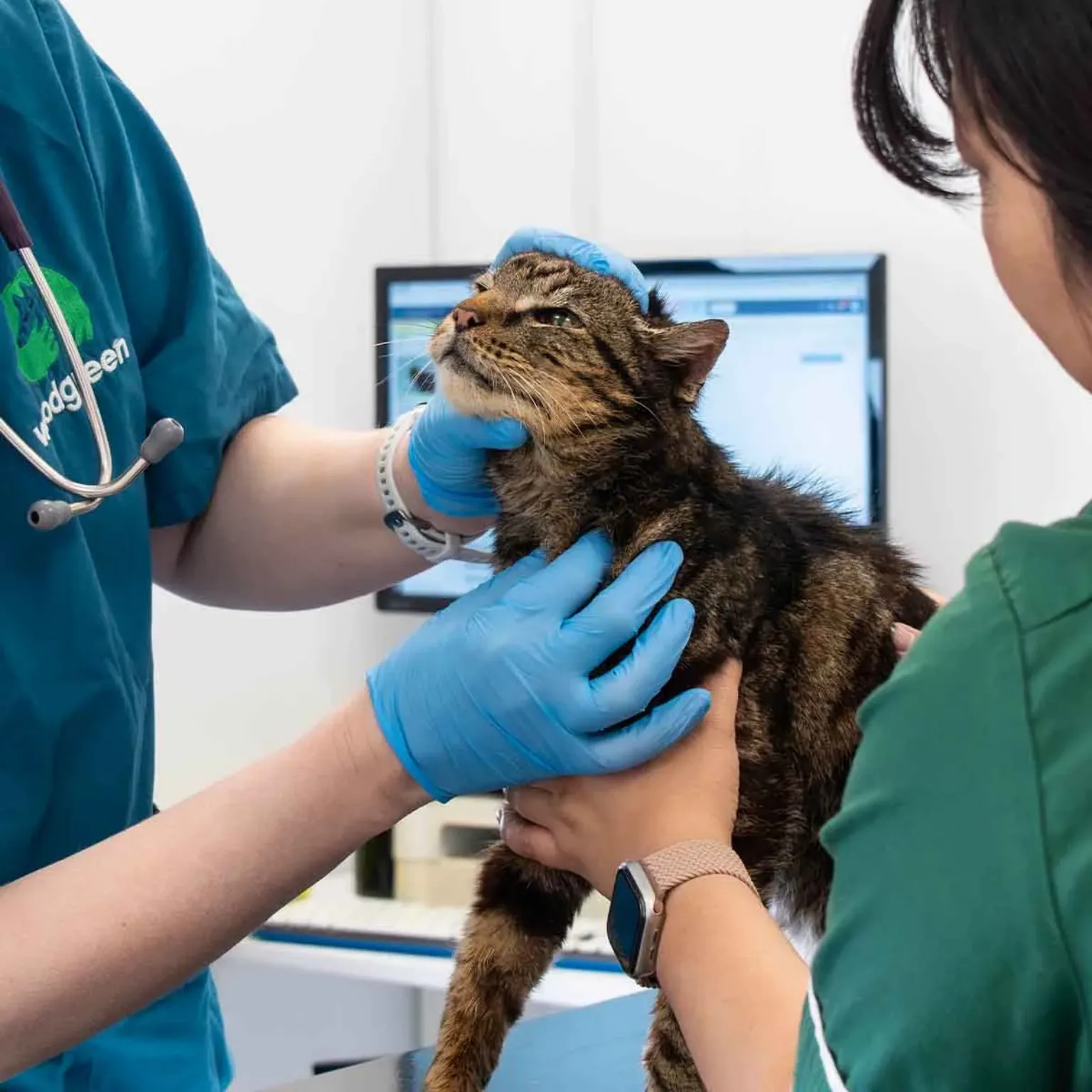 A tabby cat is gently examined for cat parasites by two veterinary professionals wearing blue gloves in a surgery, with one holding the cat’s head and the other supporting its body. A computer monitor is visible in the background.