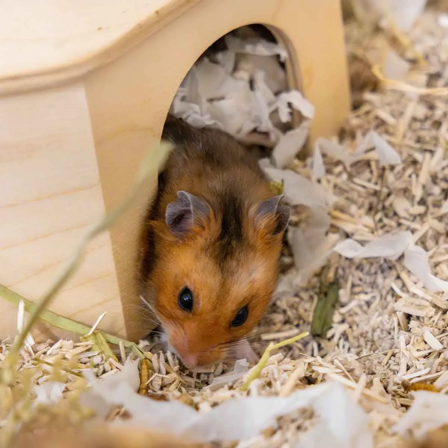 A brown and black hamster peeks out from a wooden hideout, surrounded by wood shavings and shredded paper bedding, offering a peaceful moment even as signs of a hamster dying may quietly go unnoticed.