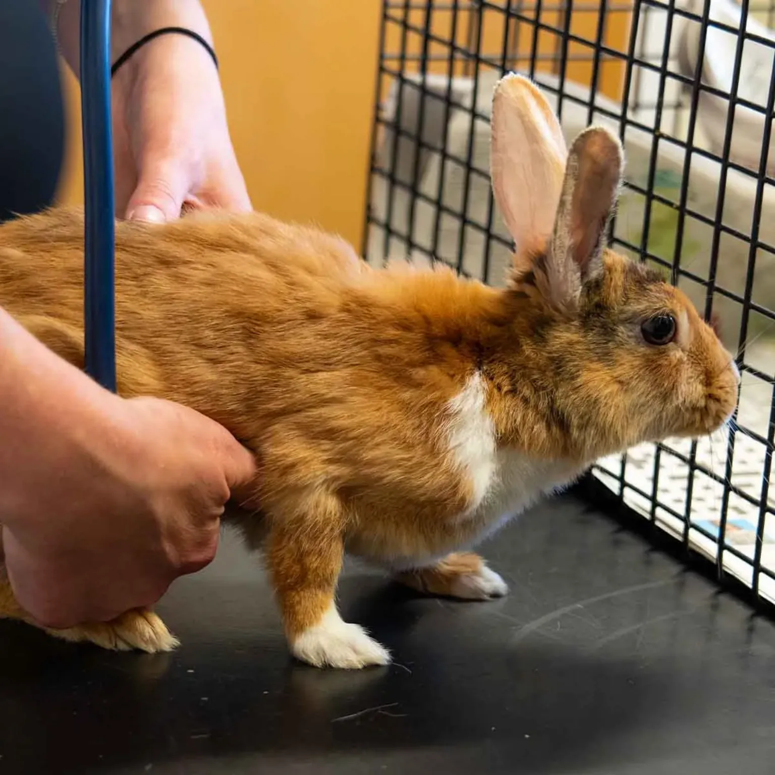 A brown and white rabbit stands on a table while a person gently holds its sides, possibly during a veterinary examination to check for flystrike in rabbits. A black wire grid is visible in the background.