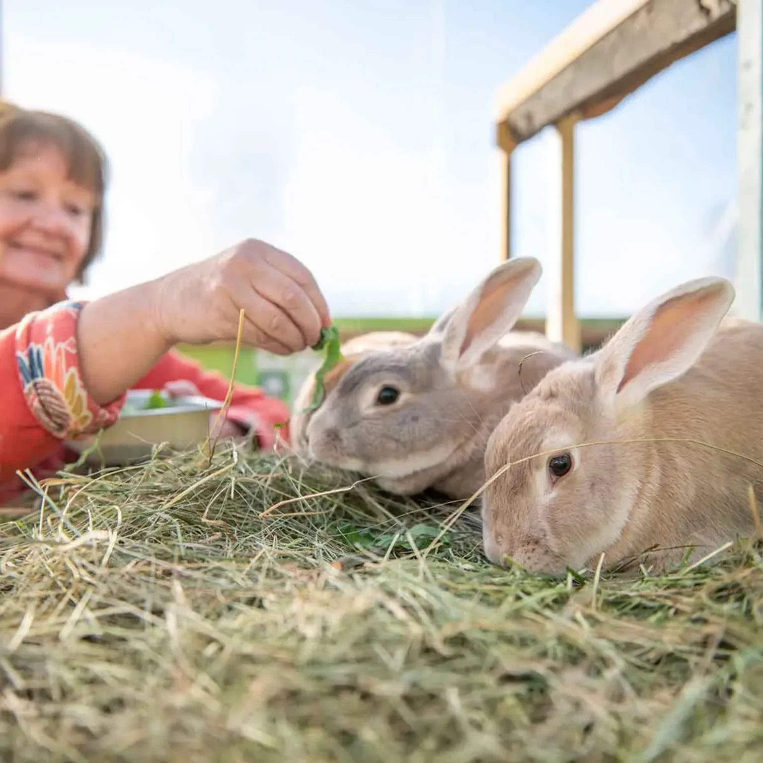 A person feeds two playful rabbits fresh greens while they sit on a bed of hay outdoors.