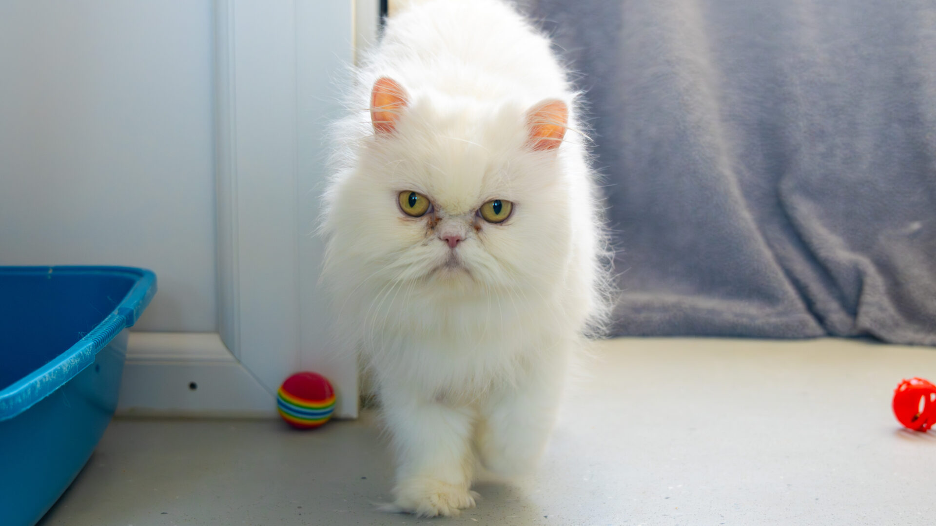 A fluffy white Persian cat with a flat face and yellow eyes walks indoors near a blue litter tray, colourful balls, and a grey blanket in the background.