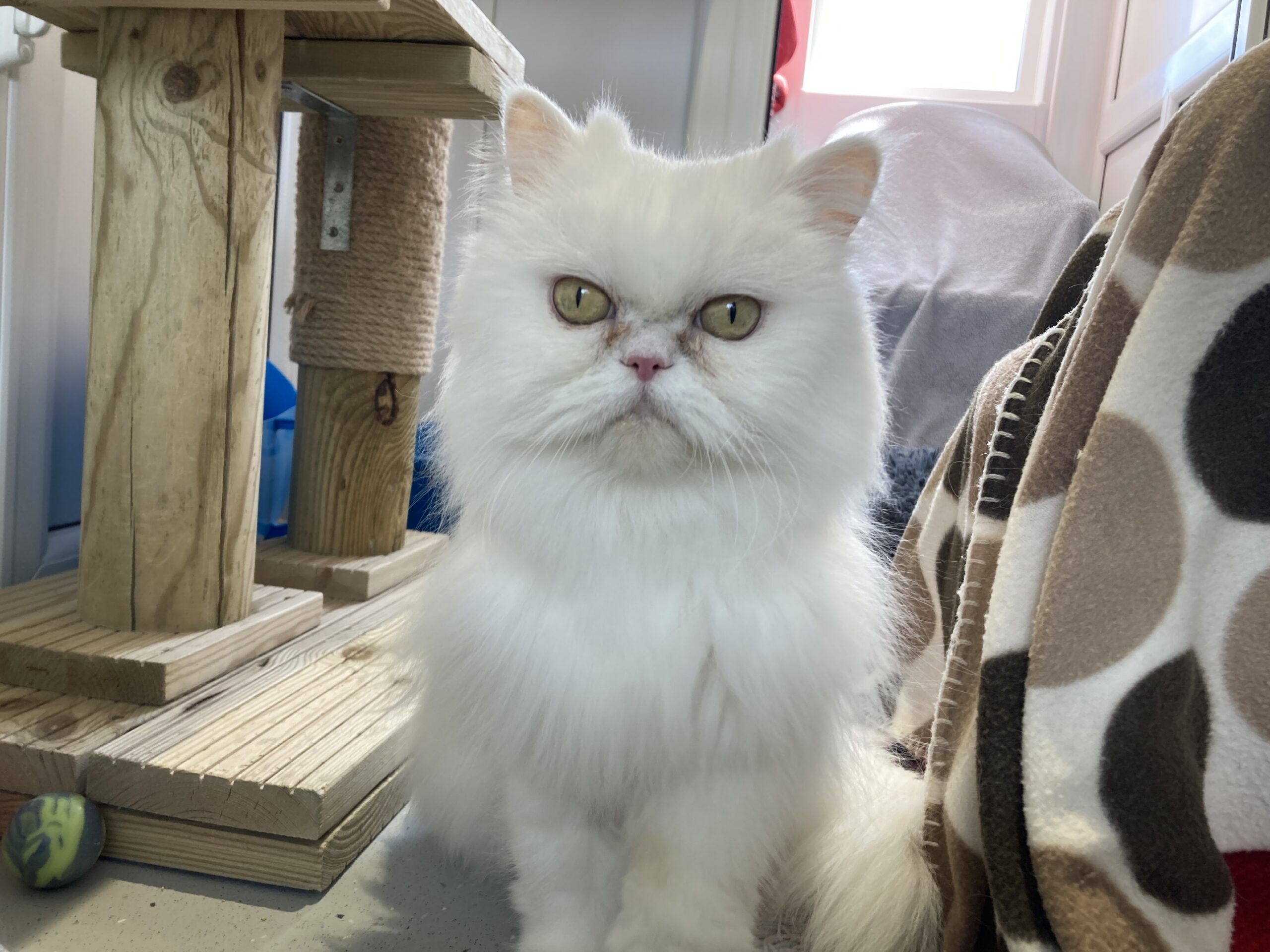 A fluffy white Persian cat with yellow-green eyes sits indoors next to a wooden cat tree and a brown and white spotty blanket, looking directly at the camera.