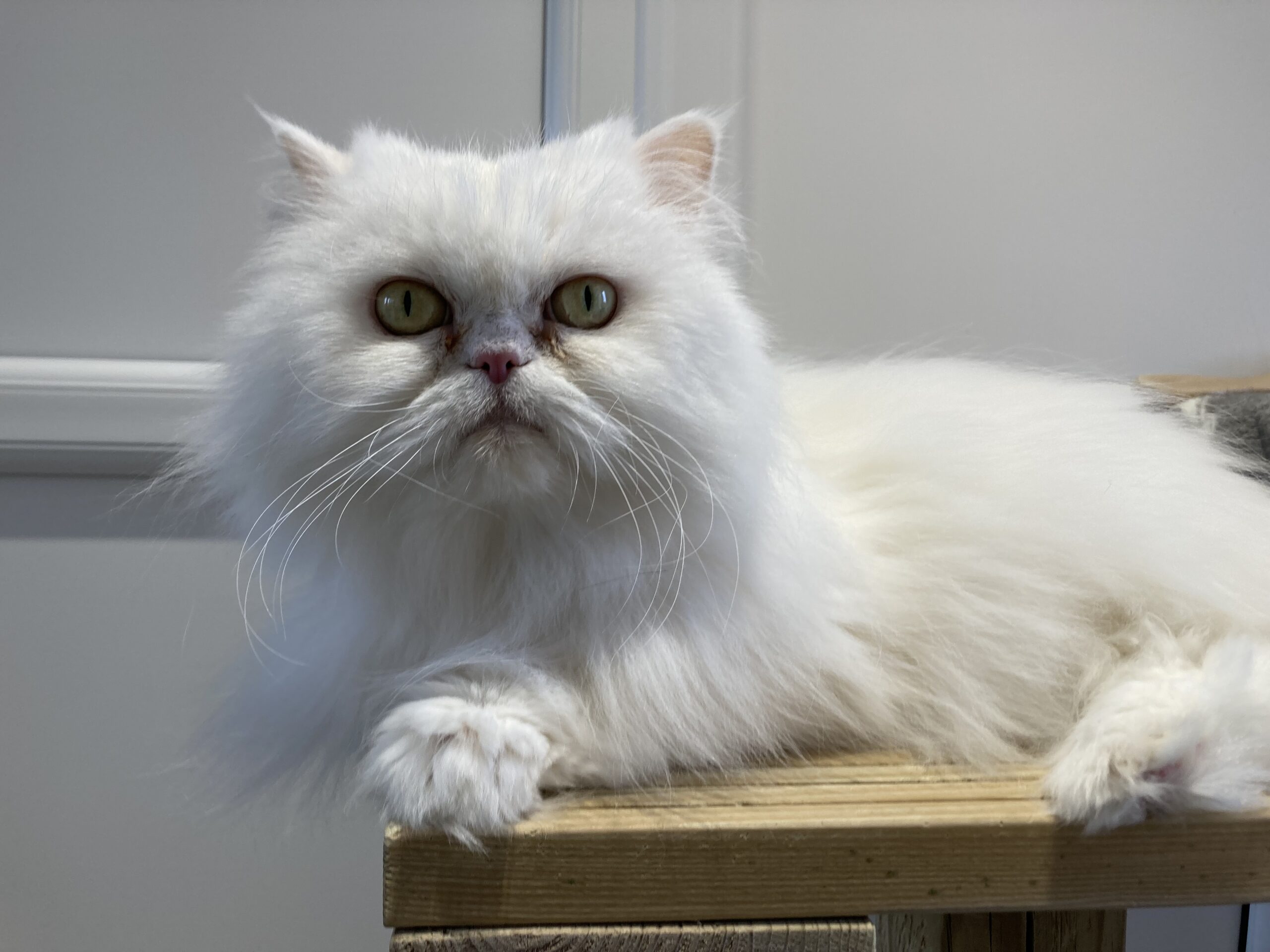 A fluffy white Persian cat with yellow-green eyes lies on a wooden surface, looking directly at the camera. The background is a light-coloured wall with decorative moulding.