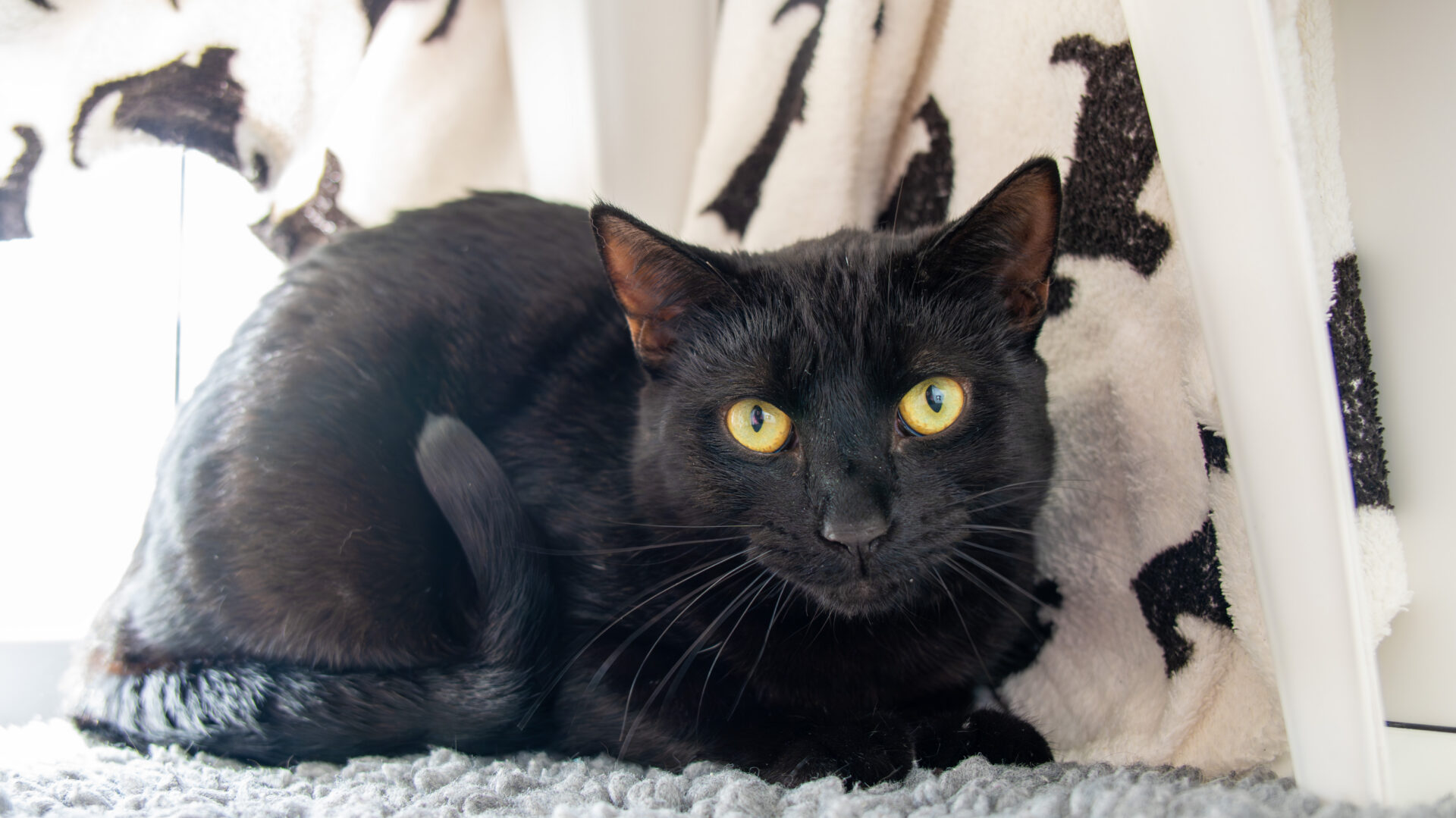 A black cat with bright yellow eyes is lying on a grey rug, looking directly at the camera. A white blanket with black cat silhouettes is in the background.