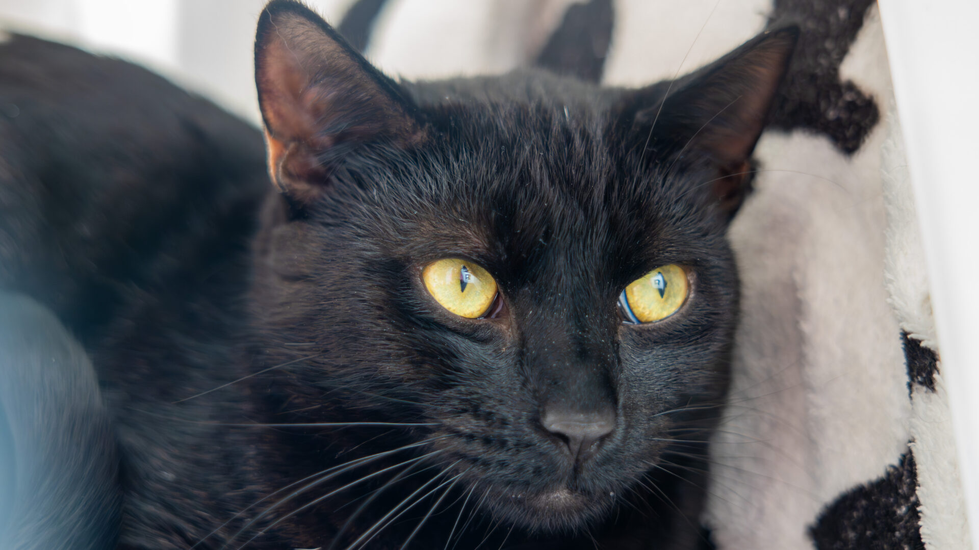 Close-up of a black cat with striking yellow eyes, lying down on a soft, light-coloured blanket with black spots. The cat looks alert and calm.