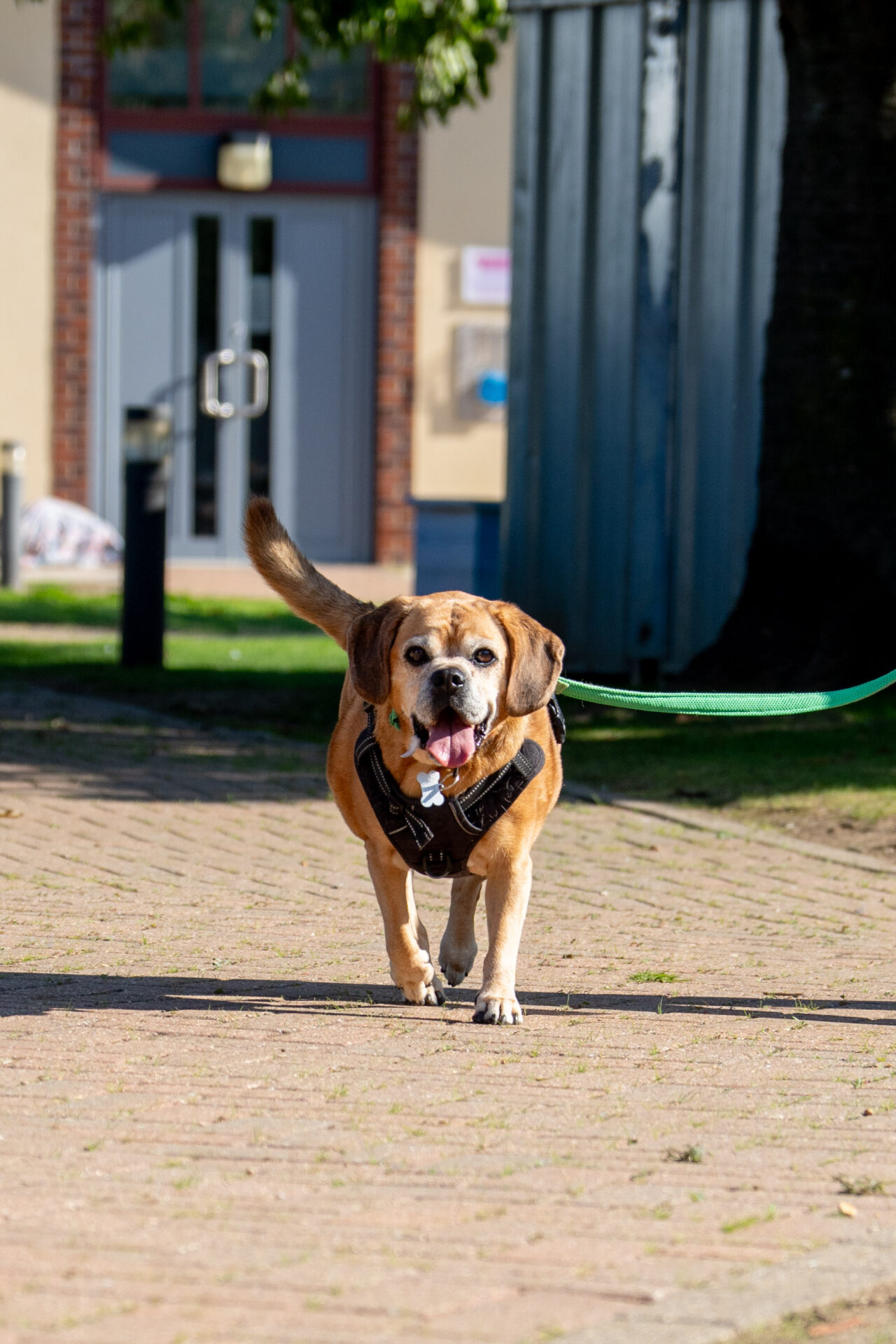 Maddie, the puggle dog, walks towards the camera on a sunlit path with her tongue out and tail up, sporting a harness and green lead. A building and tree are visible in the background.