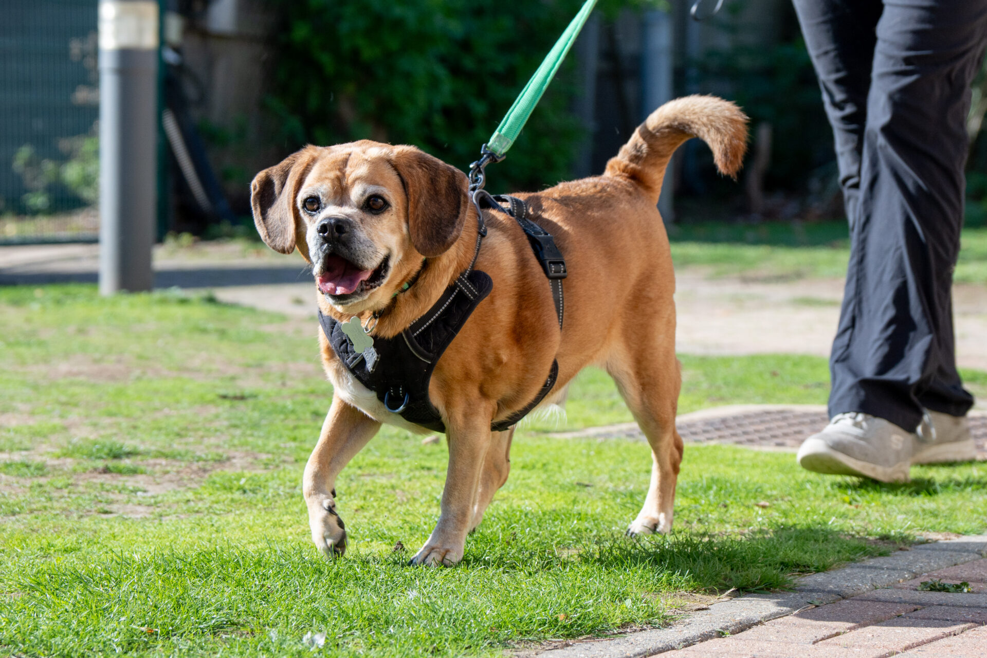 A brown maddie puggle dog wearing a harness and lead walks on grass beside a person in black trousers. The dog looks happy with its mouth open and tail up.