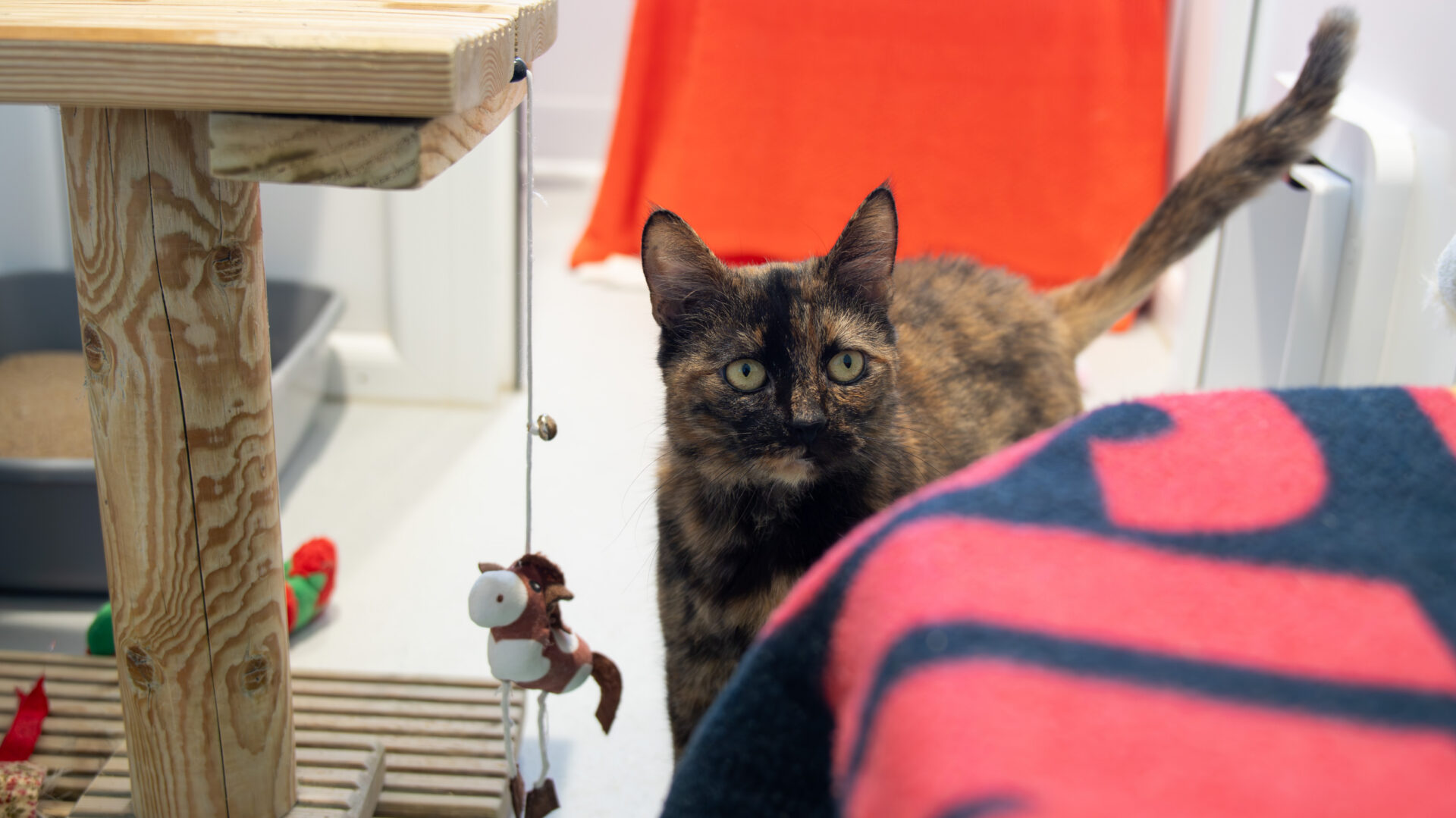 A tortoiseshell cat with yellow-green eyes stands indoors near a wooden cat tree, toys, and a red-black blanket, with an orange fabric in the background.