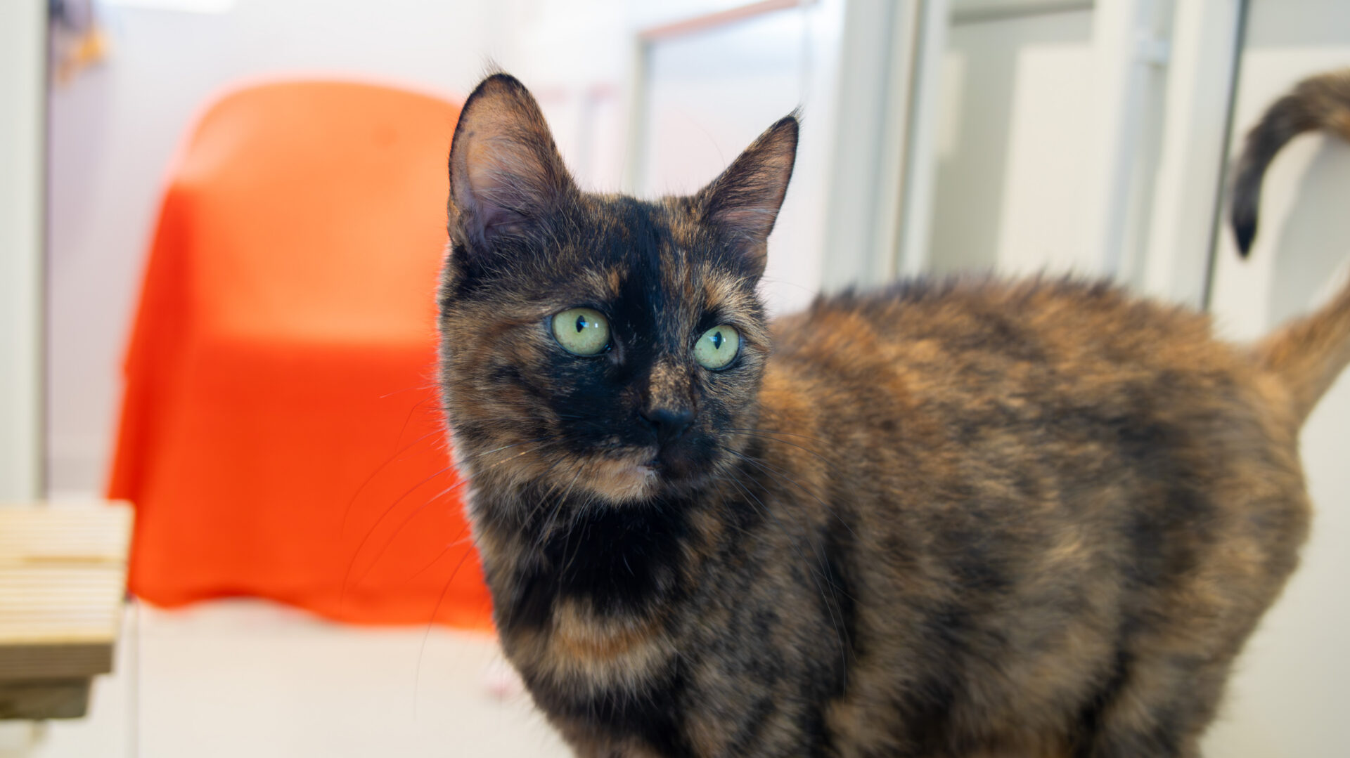 A tortoiseshell cat with striking green eyes stands indoors, looking to the side. The background features a blurred orange chair and light-coloured walls.