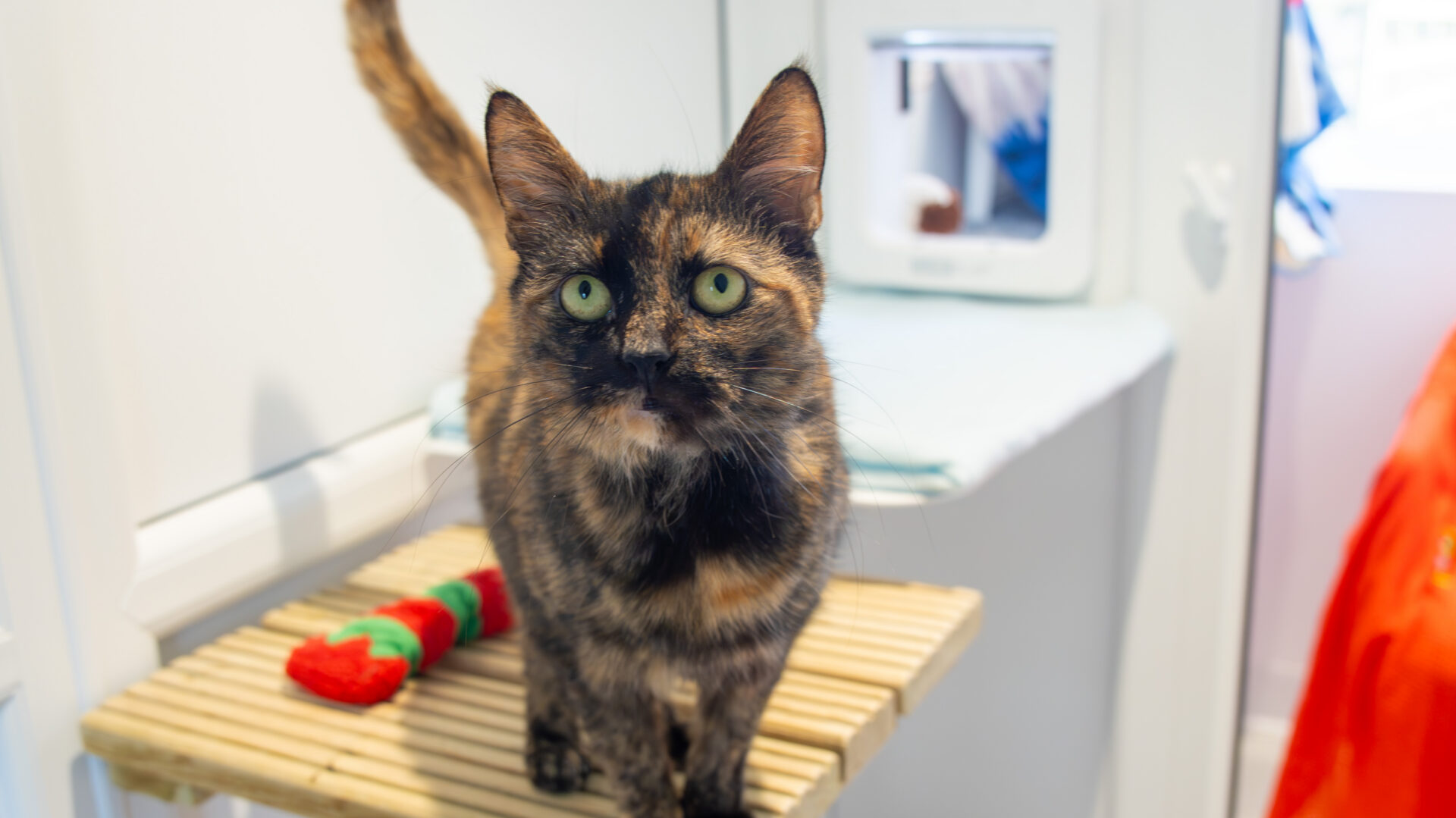 A tortoiseshell cat with green eyes stands on a wooden slatted shelf, looking up. Behind the cat are a cat flap, a folded towel, and a red and green striped toy. The background shows a bright, clean room.