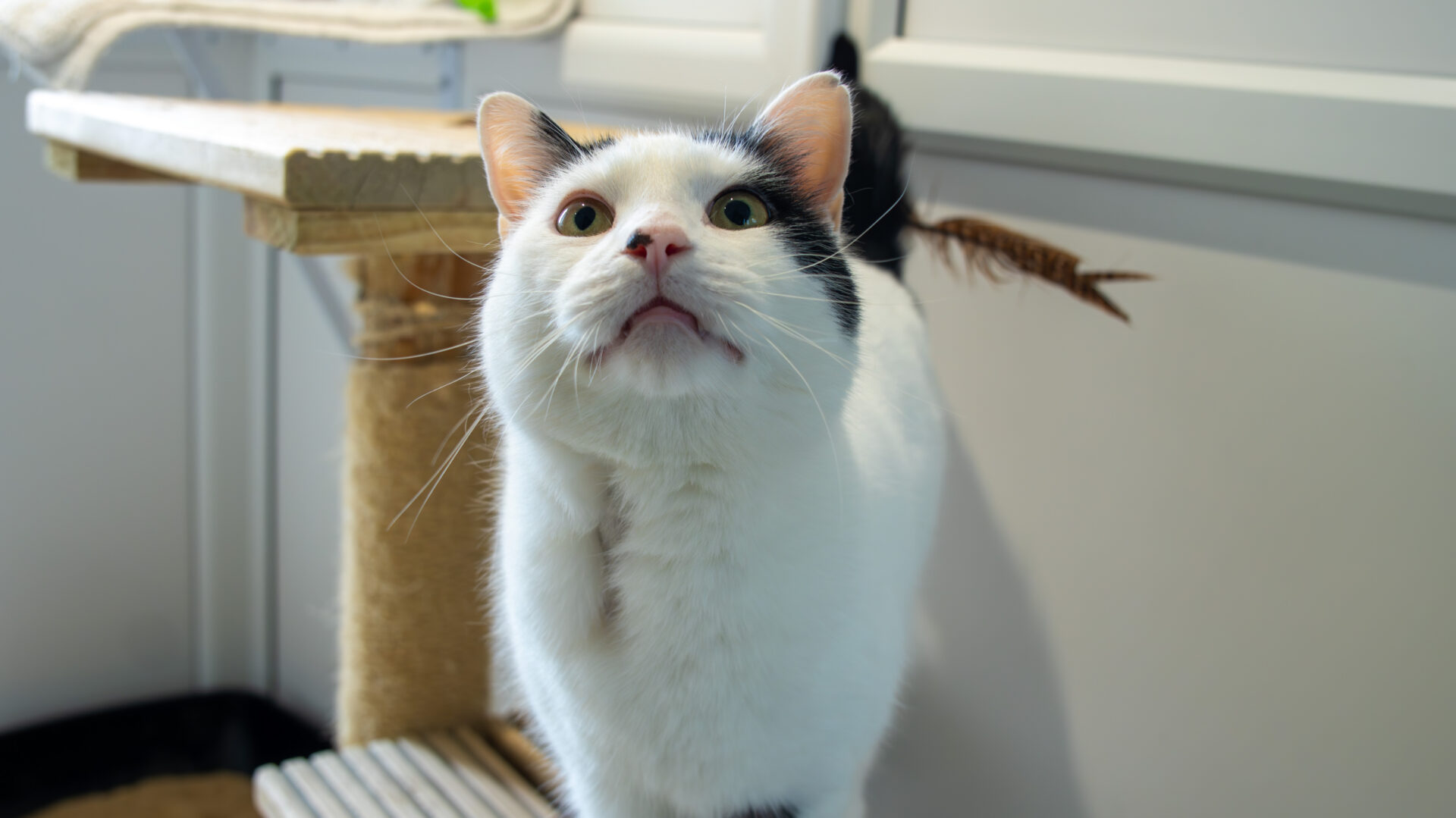 A white cat with black markings looks up with wide eyes, standing near a scratching post indoors. Its ears are perked, and a feathery cat toy is visible behind it.