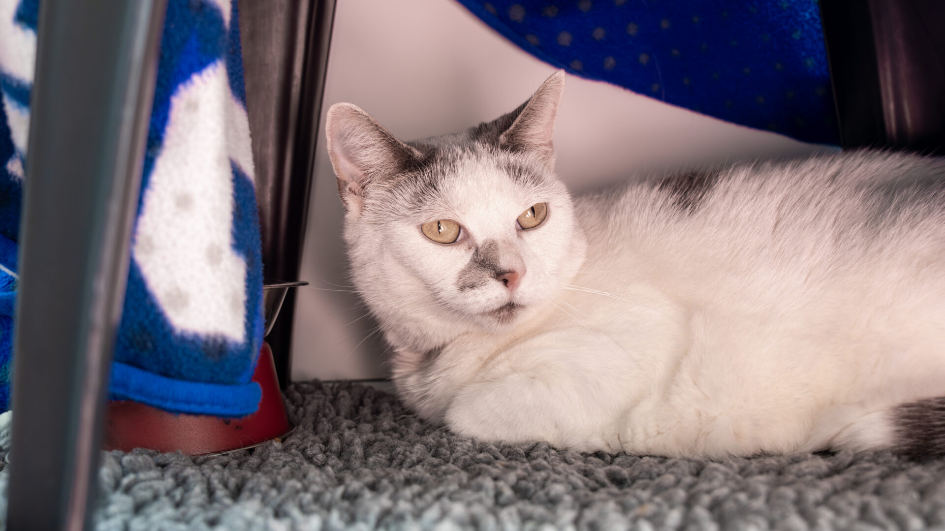A white and grey cat with light eyes is lying on a grey textured carpet under a table, partially covered by a blue patterned blanket. The cat looks calm and relaxed.