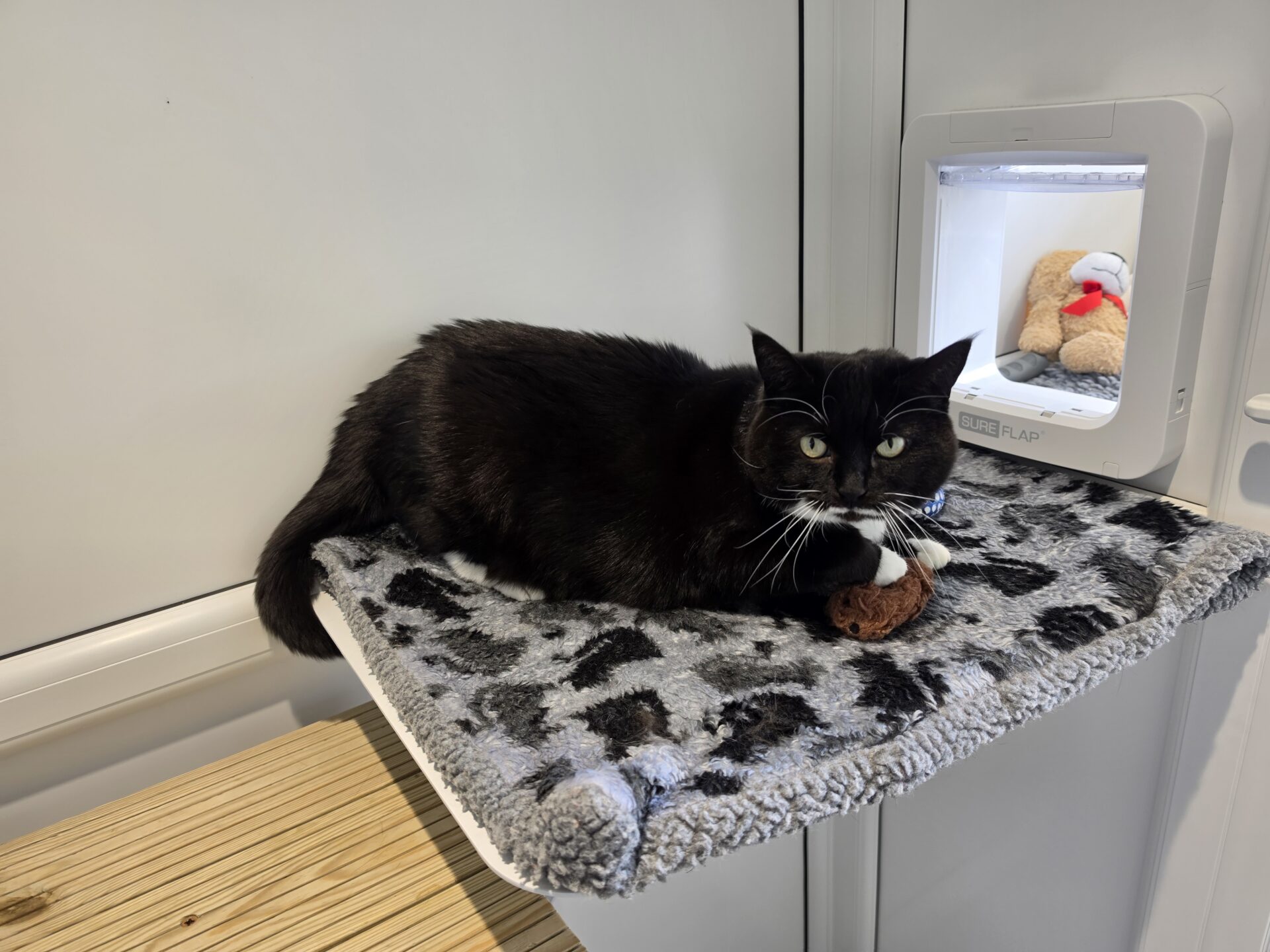 A black and white cat with green eyes is lying on a grey leopard-print mat, holding a brown toy. Behind the cat, there is a cat flap with a soft toy inside, and the setting appears to be indoors.