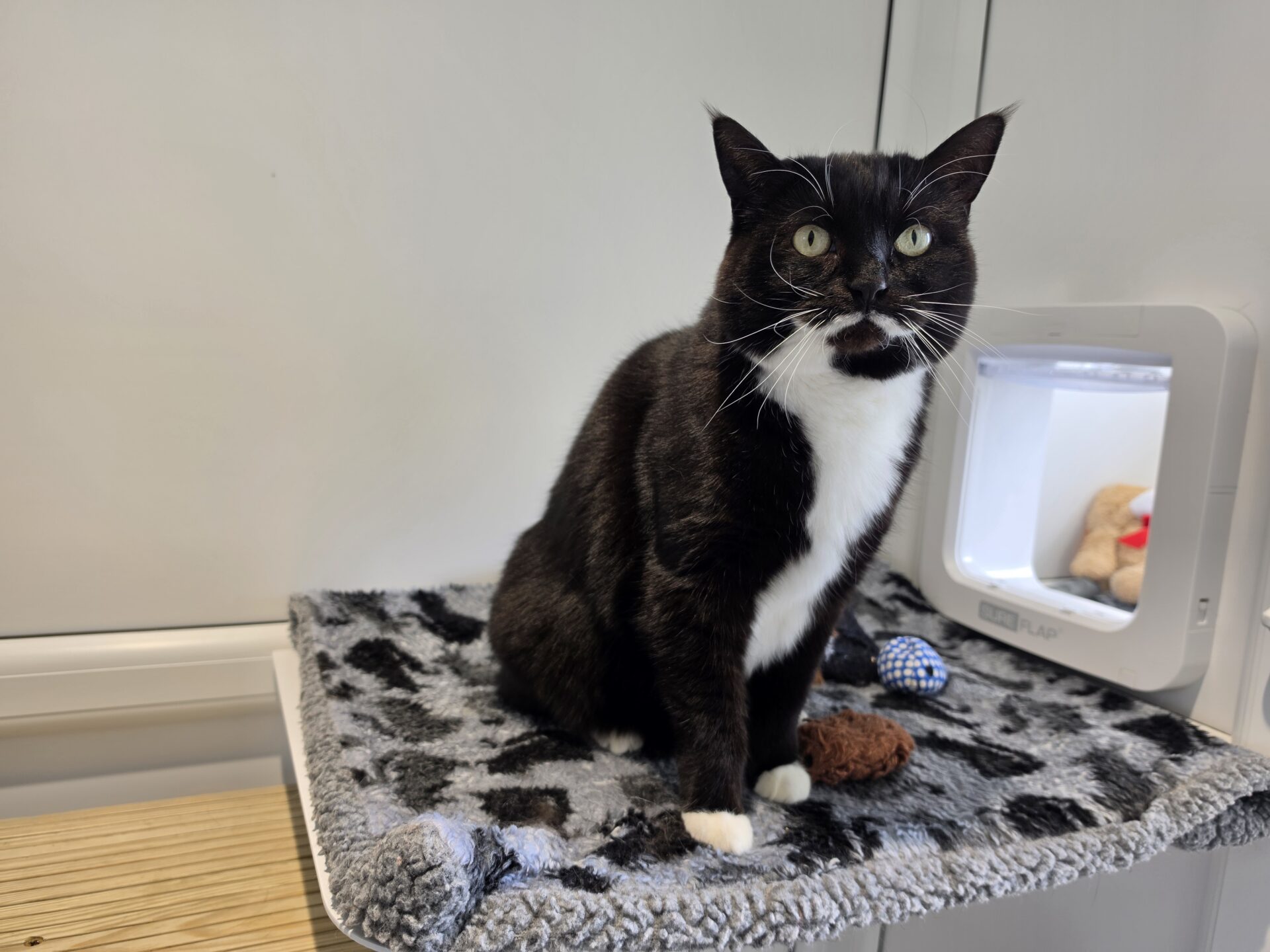 A black and white cat with green eyes sits on a grey, paw-print blanket near a cat flap, with some toys nearby. The background is a plain white wall.