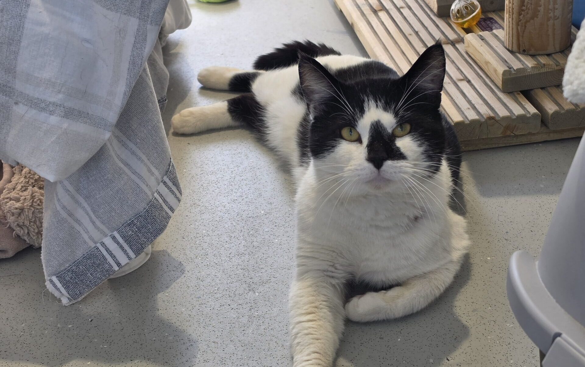 A black and white cat lies relaxed on a light grey floor near a towel, a tennis ball, and a wooden cat tree. The cat is looking directly at the camera with one paw stretched forward.