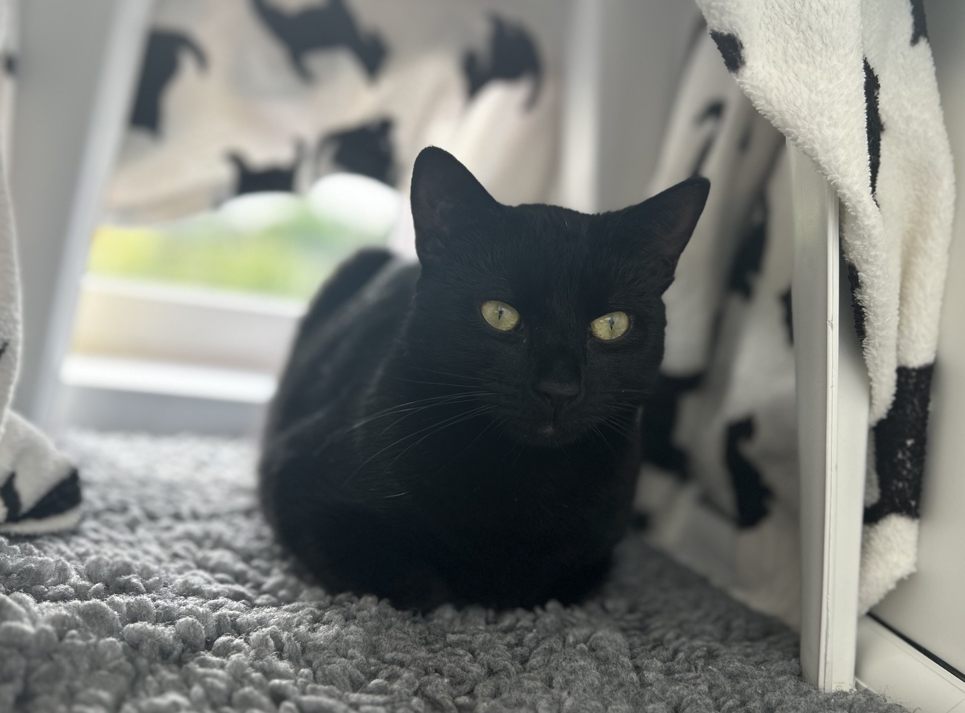 A black cat with yellow-green eyes is lying on a grey carpet, surrounded by white and black patterned blankets, with soft natural light coming from a window in the background.