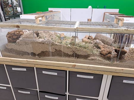 A large glass and wood enclosure on a cupboard, filled with sand, rocks, tunnels, and a tube—likely a gerbil tank for small pets—set in a room with green and white walls.