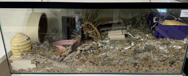 A gerbil glass tank filled with shredded bedding, cardboard pieces, hay, a yellow beehive-shaped hideout, a wheel, a wooden tunnel, cardboard hideouts, and some cardboard tubes.
