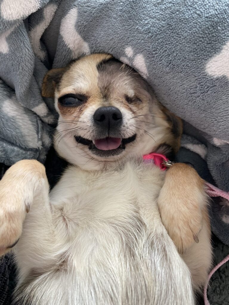 A small dog lies on its back, covered in a soft, grey blanket with white spots. The dog is smiling with its tongue slightly out, one eye open, and appears relaxed and happy.