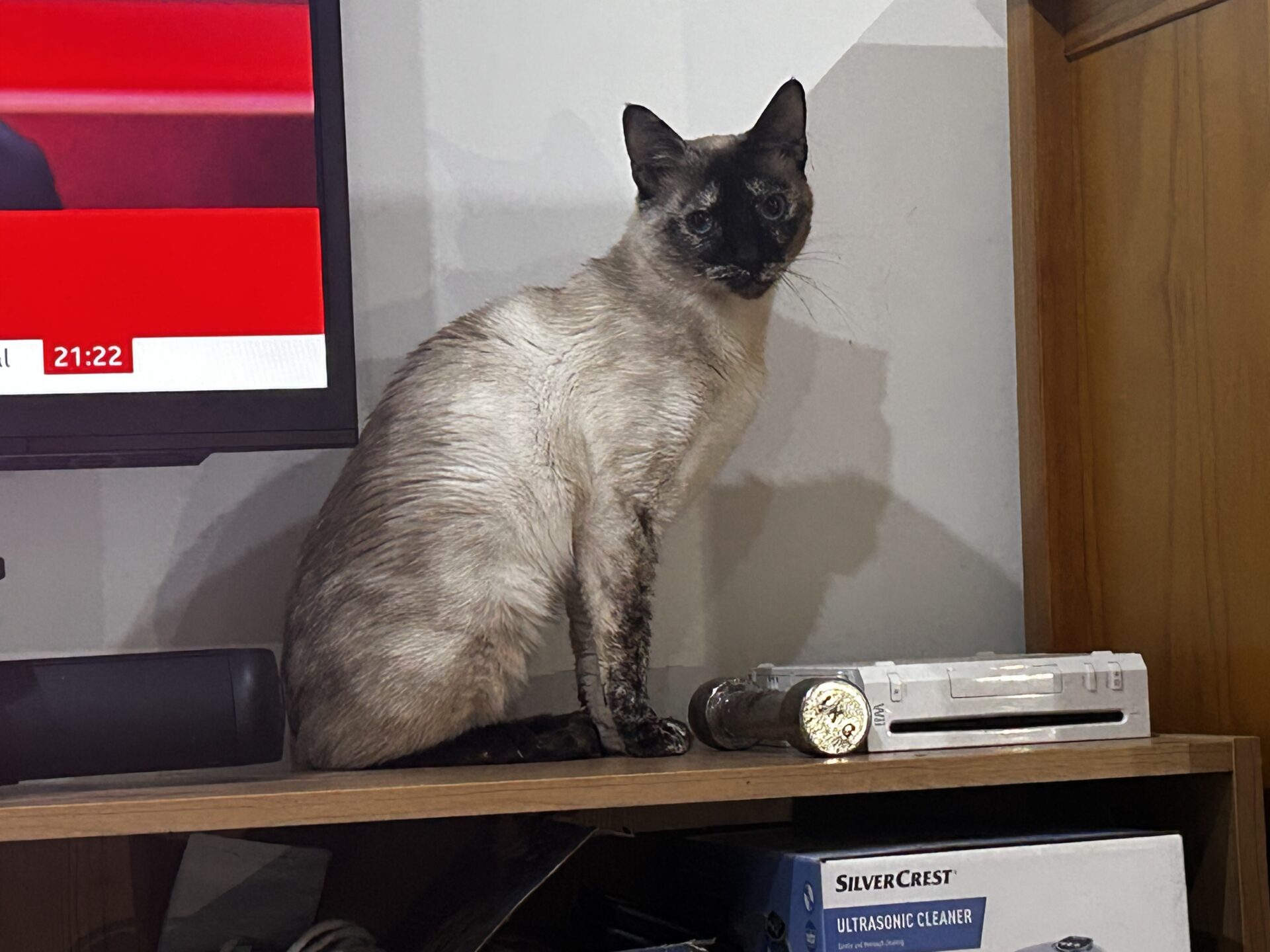 A Siamese cat with cream and dark brown fur sits alert on a wooden shelf beside a TV and electronic devices, gazing towards the camera. A SilverCrest ultrasonic cleaner box is partially visible below.