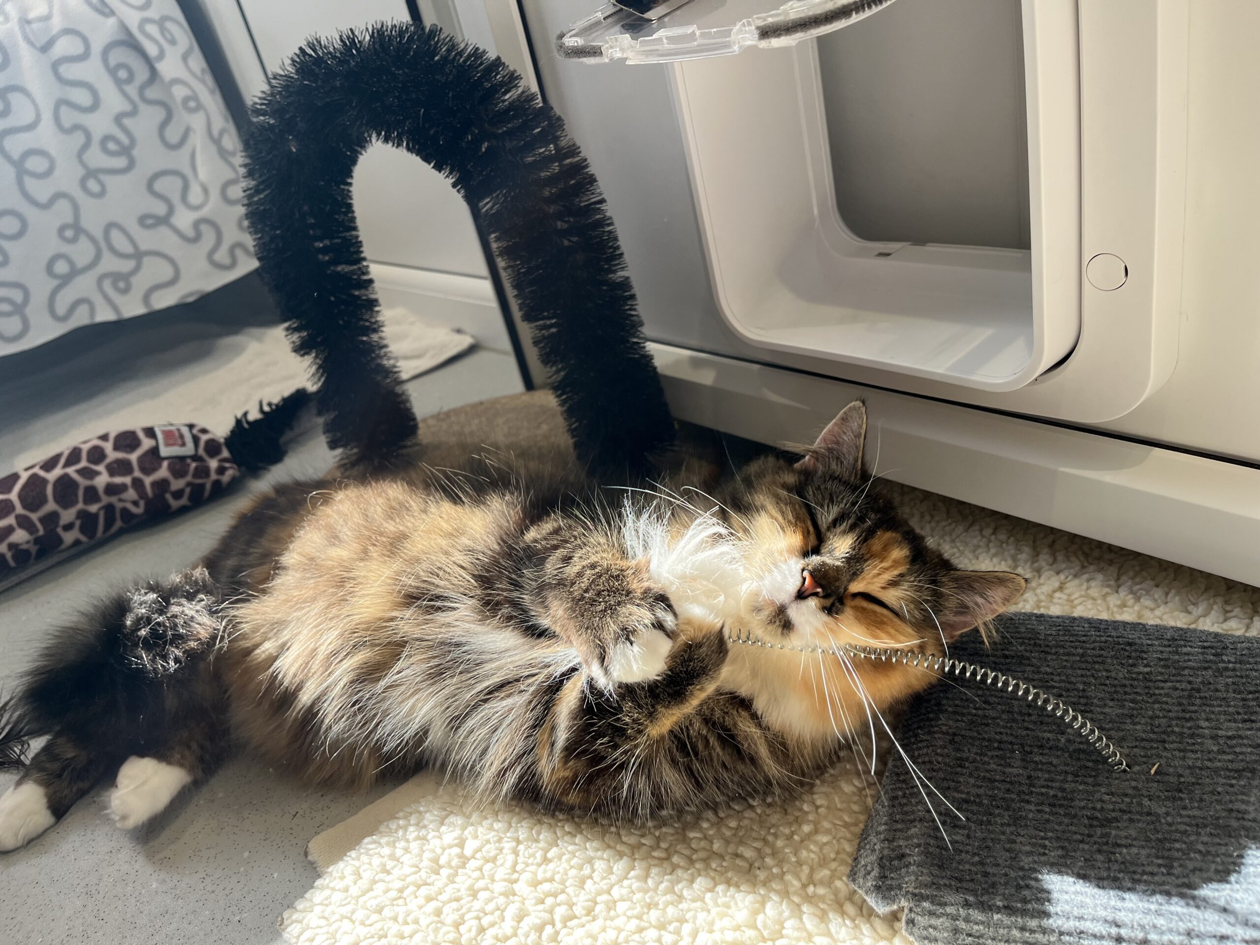 A fluffy cat lies on its side in the sunlight, playing with a metal spring toy near a pet door. A black arch-shaped brush and a plush giraffe toy are nearby on the floor.