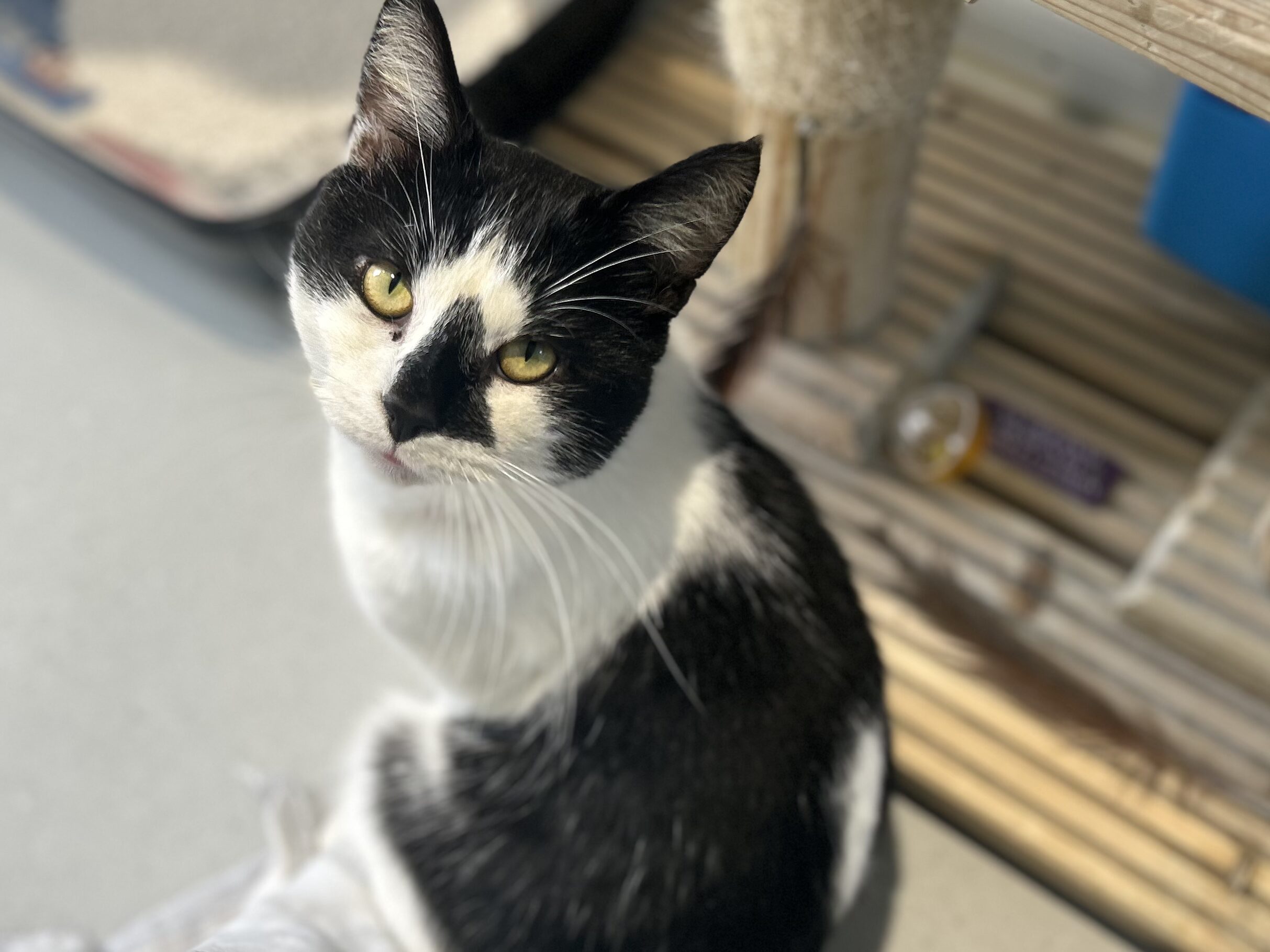 A black and white cat with yellow eyes sits on a light-coloured floor, looking up towards the camera. In the background are a scratching post, a blue container, and a carpeted area.