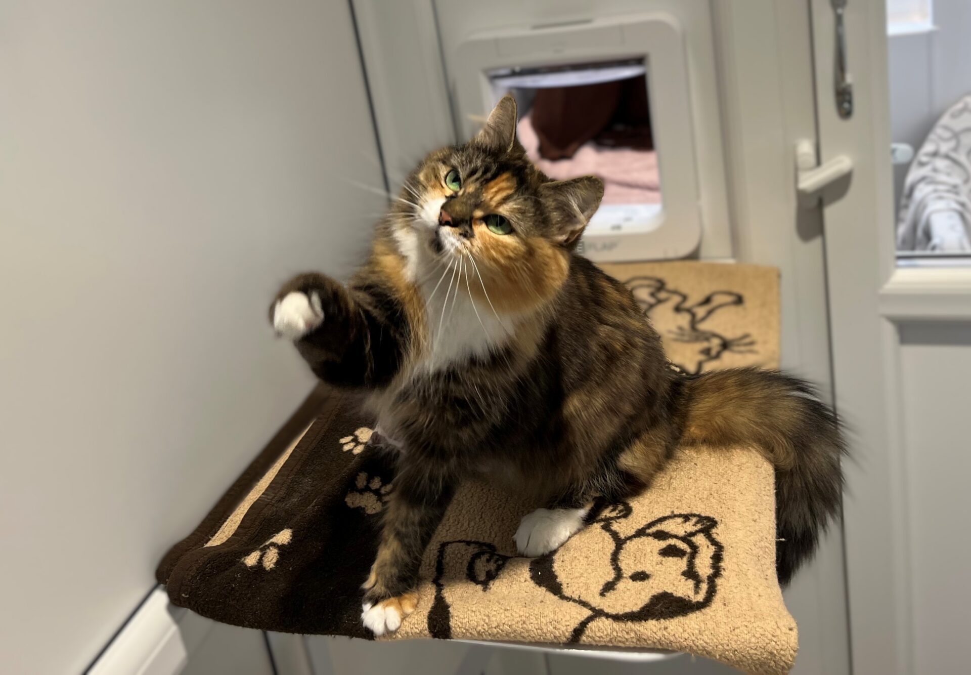 A fluffy tortie cat with white paws sits on a brown mat near a cat flap, raising one paw in the air as if waving or reaching out.