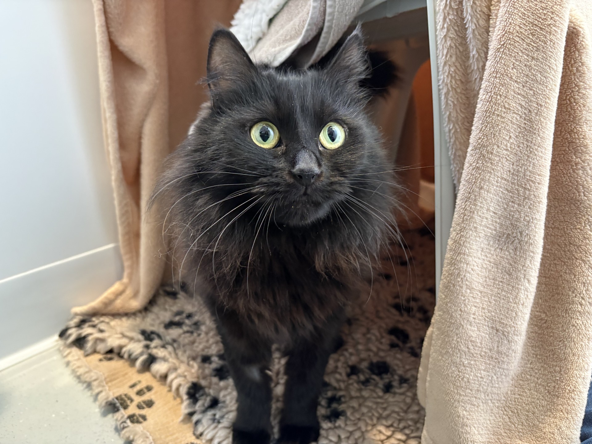 A fluffy black cat with bright green eyes stands on a patterned rug, surrounded by beige blankets, looking up attentively.