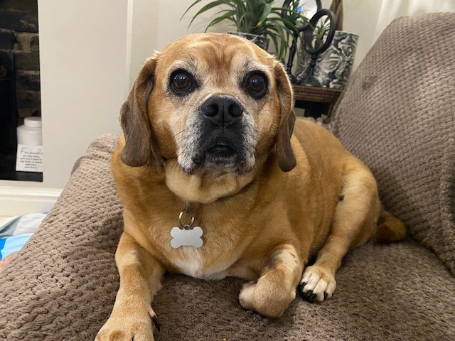 A tan and white dog with floppy ears and a bone-shaped tag lies on a brown textured sofa, looking at the camera. A plant and decor are visible in the background.