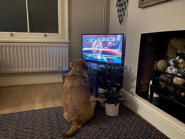 A brown dog sits on a rug facing a small telly in a cosy living room, watching a programme. The room features a fireplace, a plant, a basket of pinecones, and a large window with blinds.