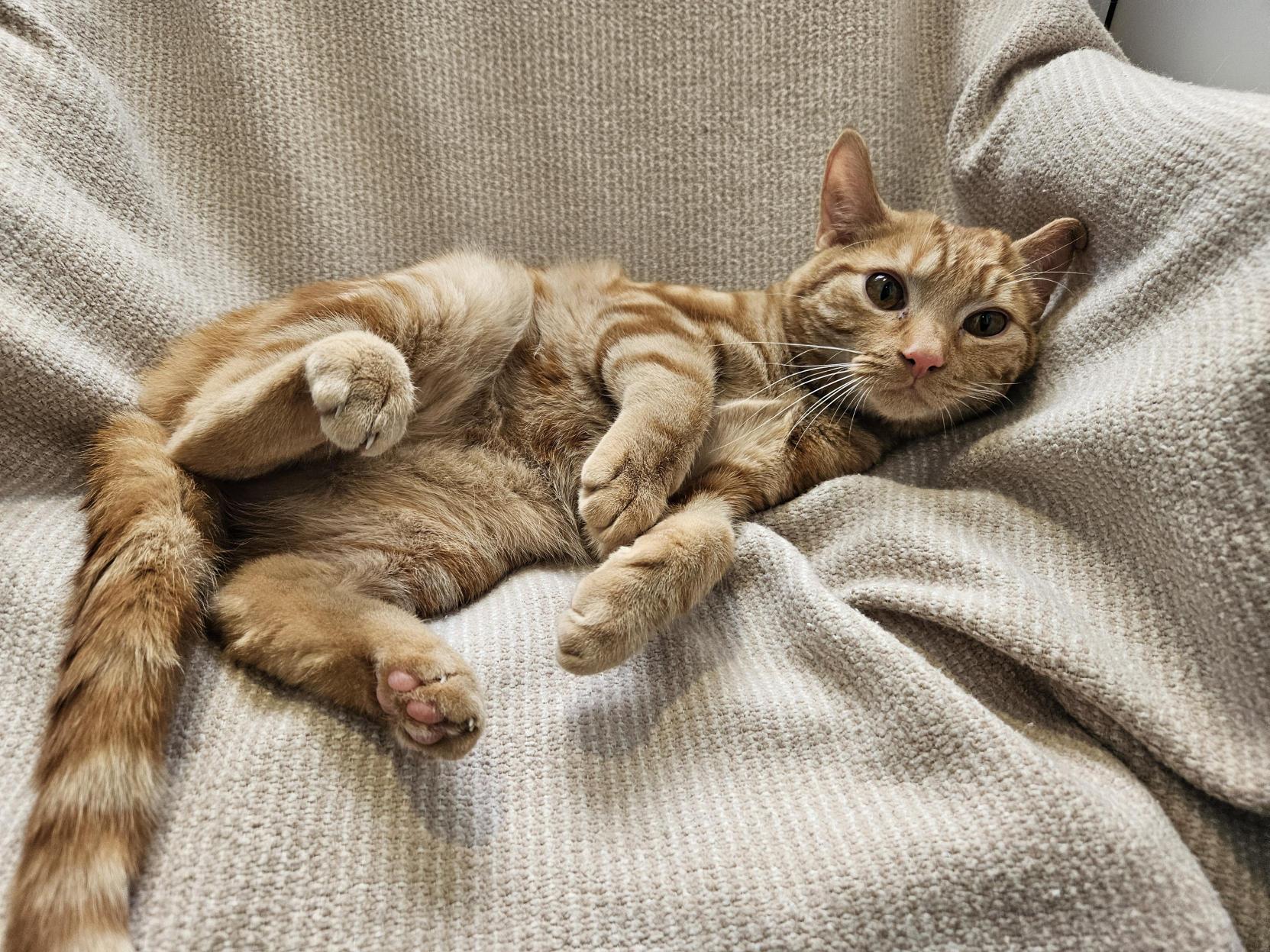 A ginger tabby cat lies on its back on a beige textured blanket, looking relaxed with its paws in the air and eyes gazing towards the camera.